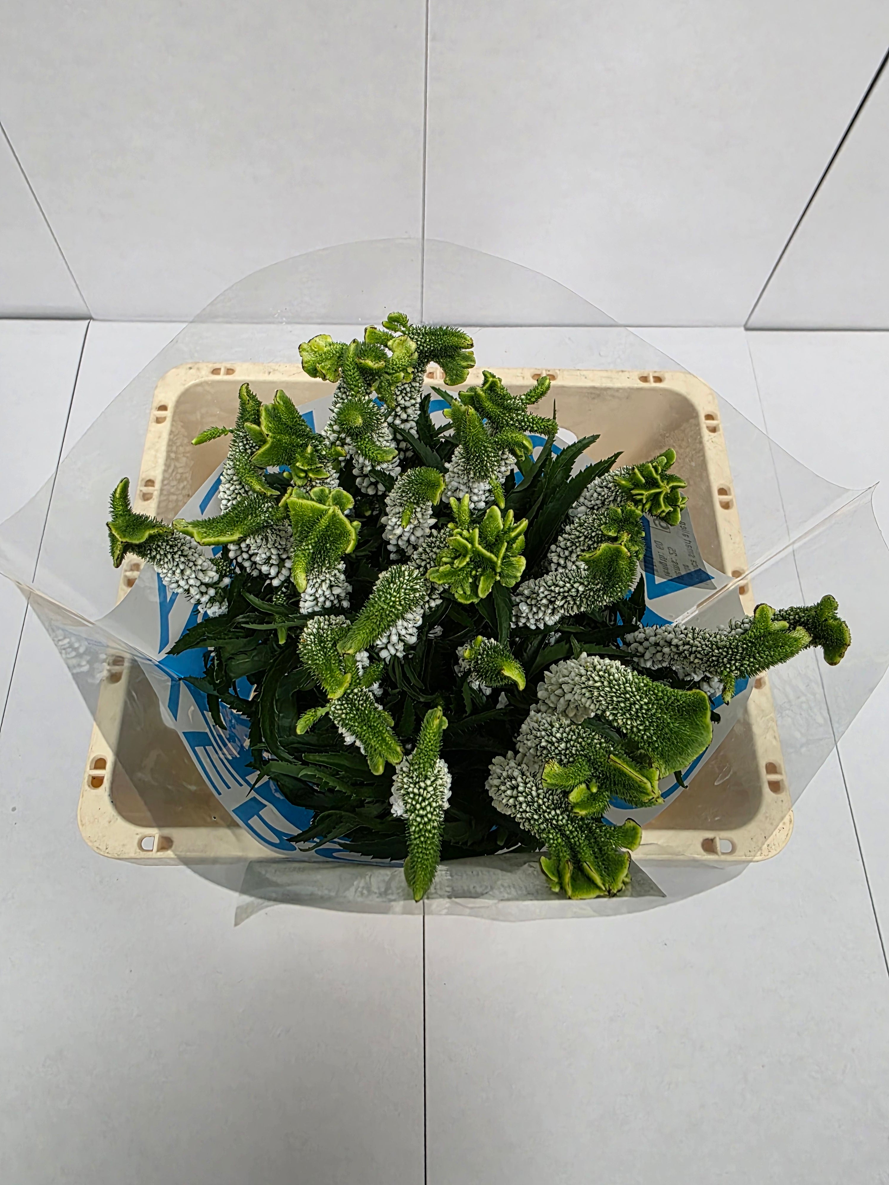 Farm Fresh Veronica Smart Alien White(Bunch of 25stems, Length 60cm)