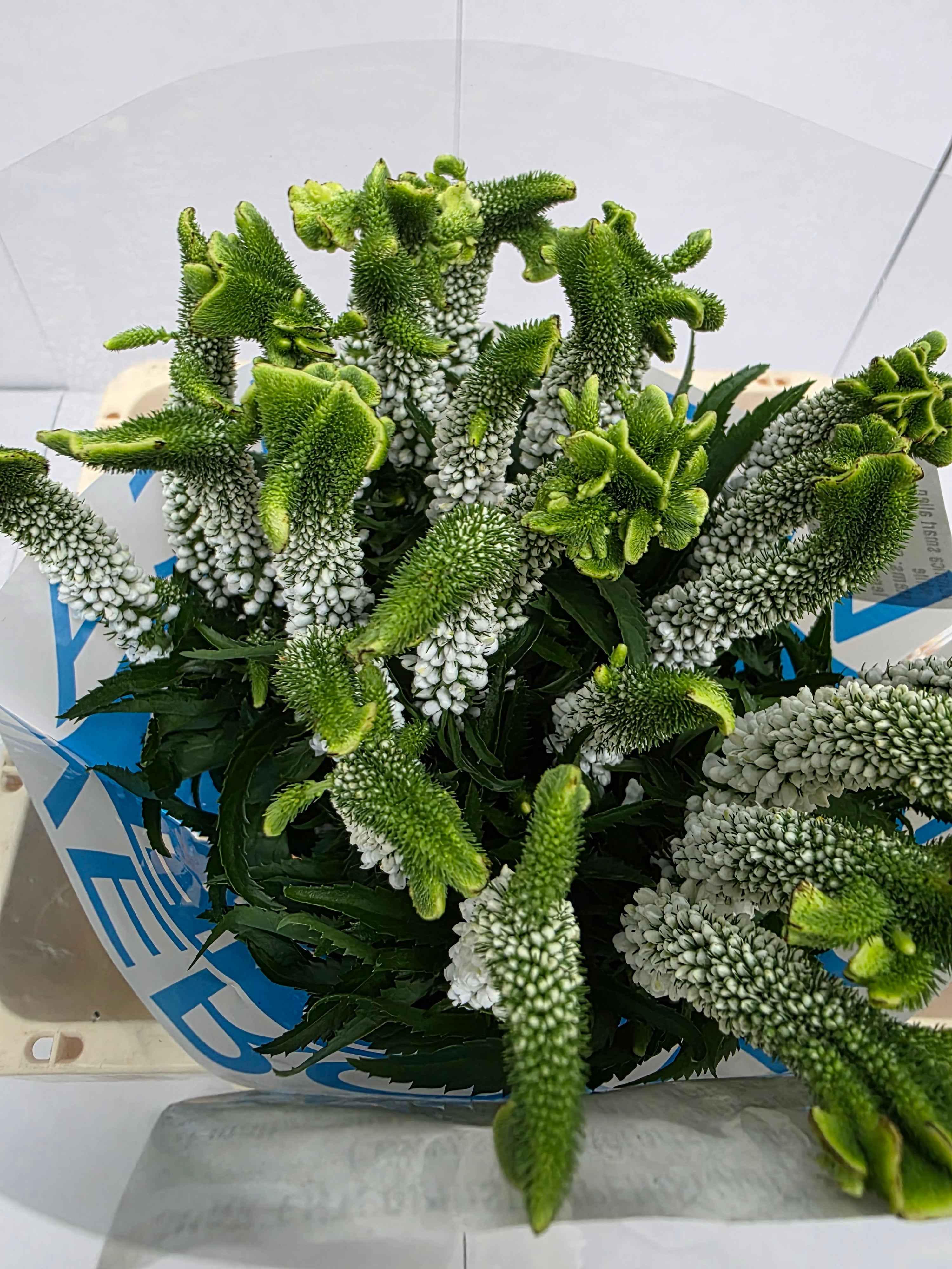 Farm Fresh Veronica Smart Alien White(Bunch of 25stems, Length 60cm)
