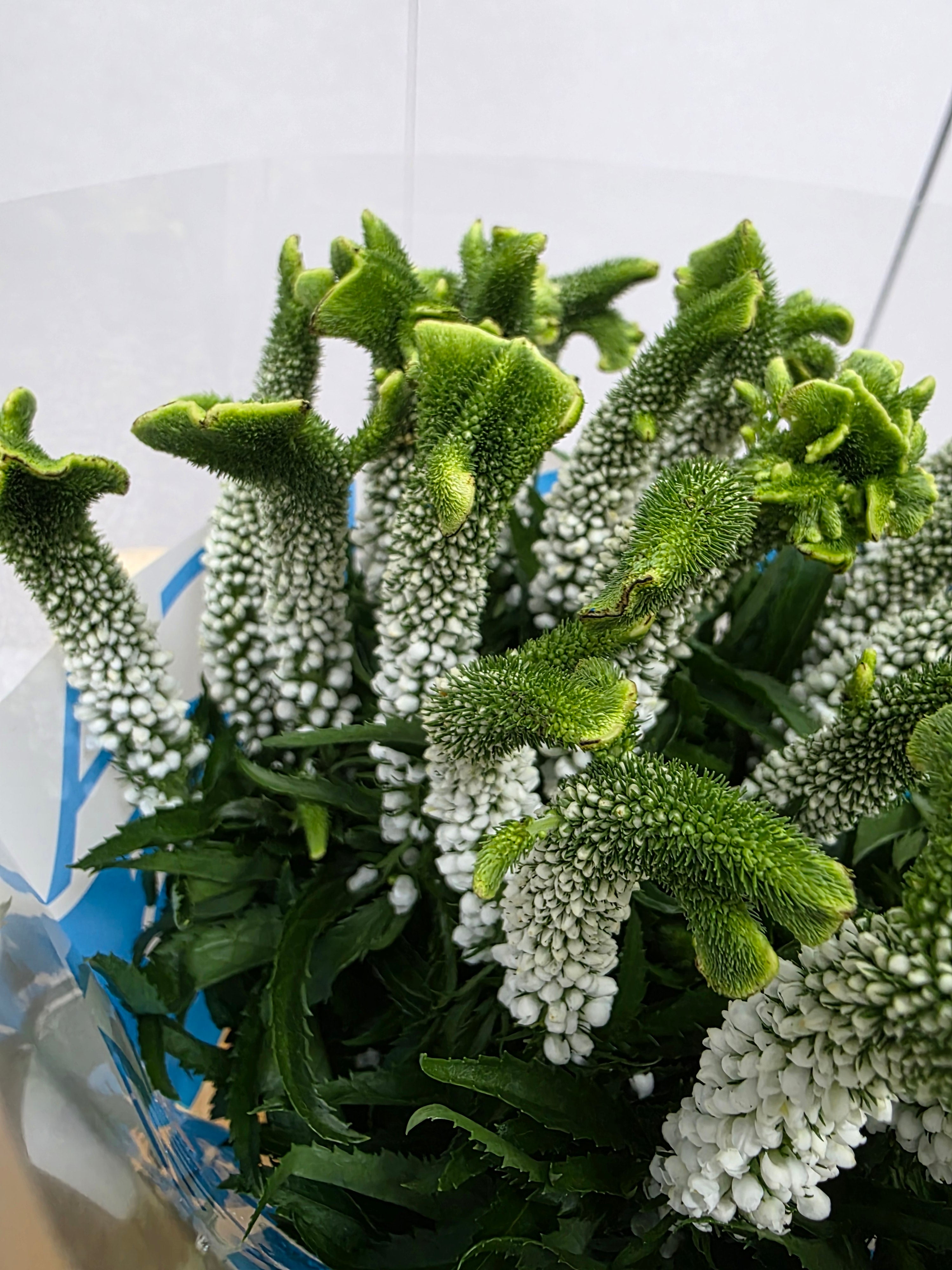 Farm Fresh Veronica Smart Alien White(Bunch of 25stems, Length 60cm)