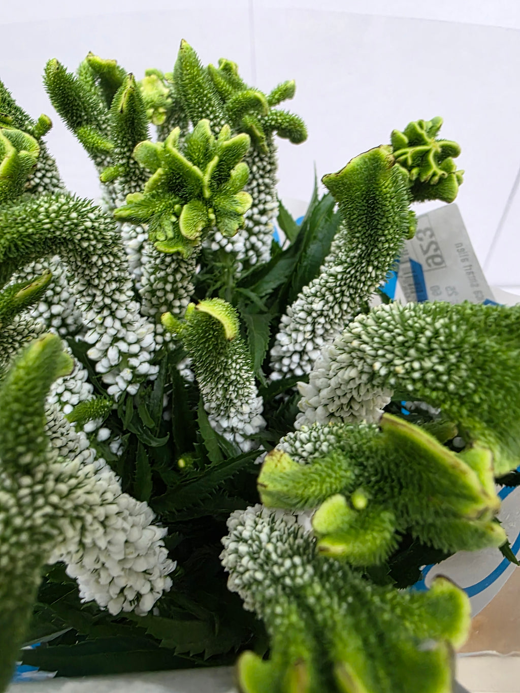 Farm Fresh Veronica Smart Alien White(Bunch of 25stems, Length 60cm)