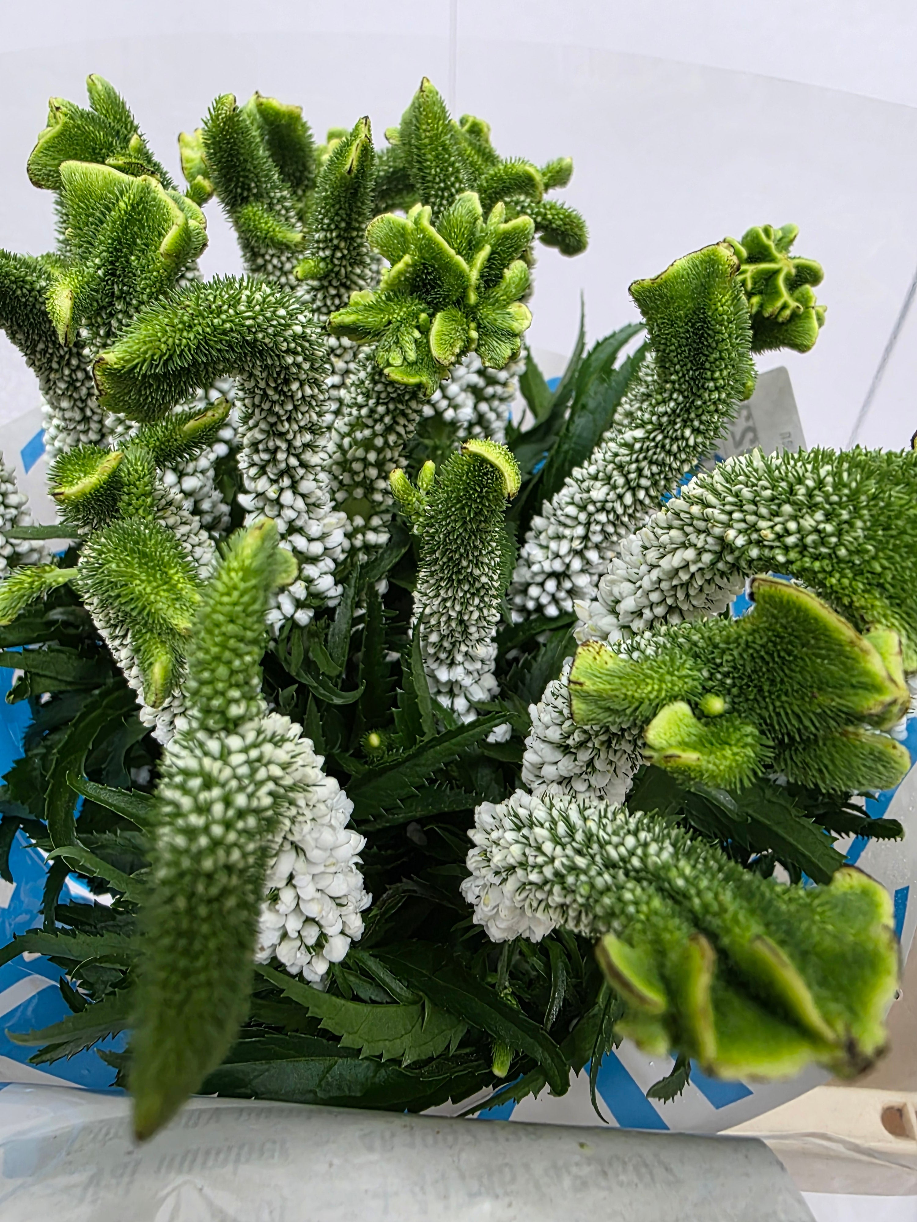 Farm Fresh Veronica Smart Alien White(Bunch of 25stems, Length 60cm)