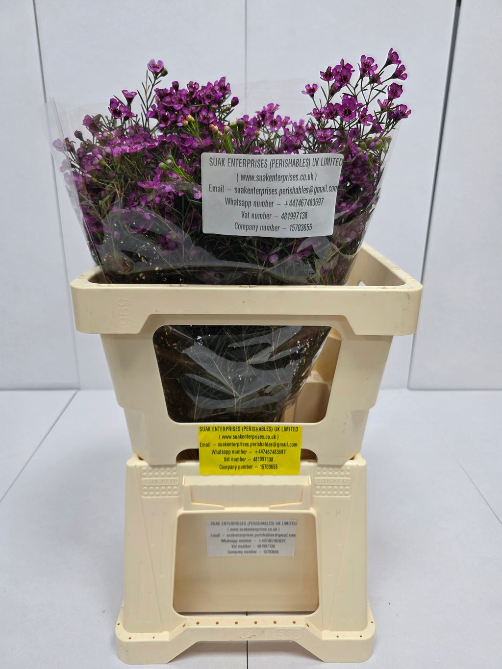 Farm Fresh Chame Wax Jupiter Solar(Bunch of 25 stems, Length 60cm)