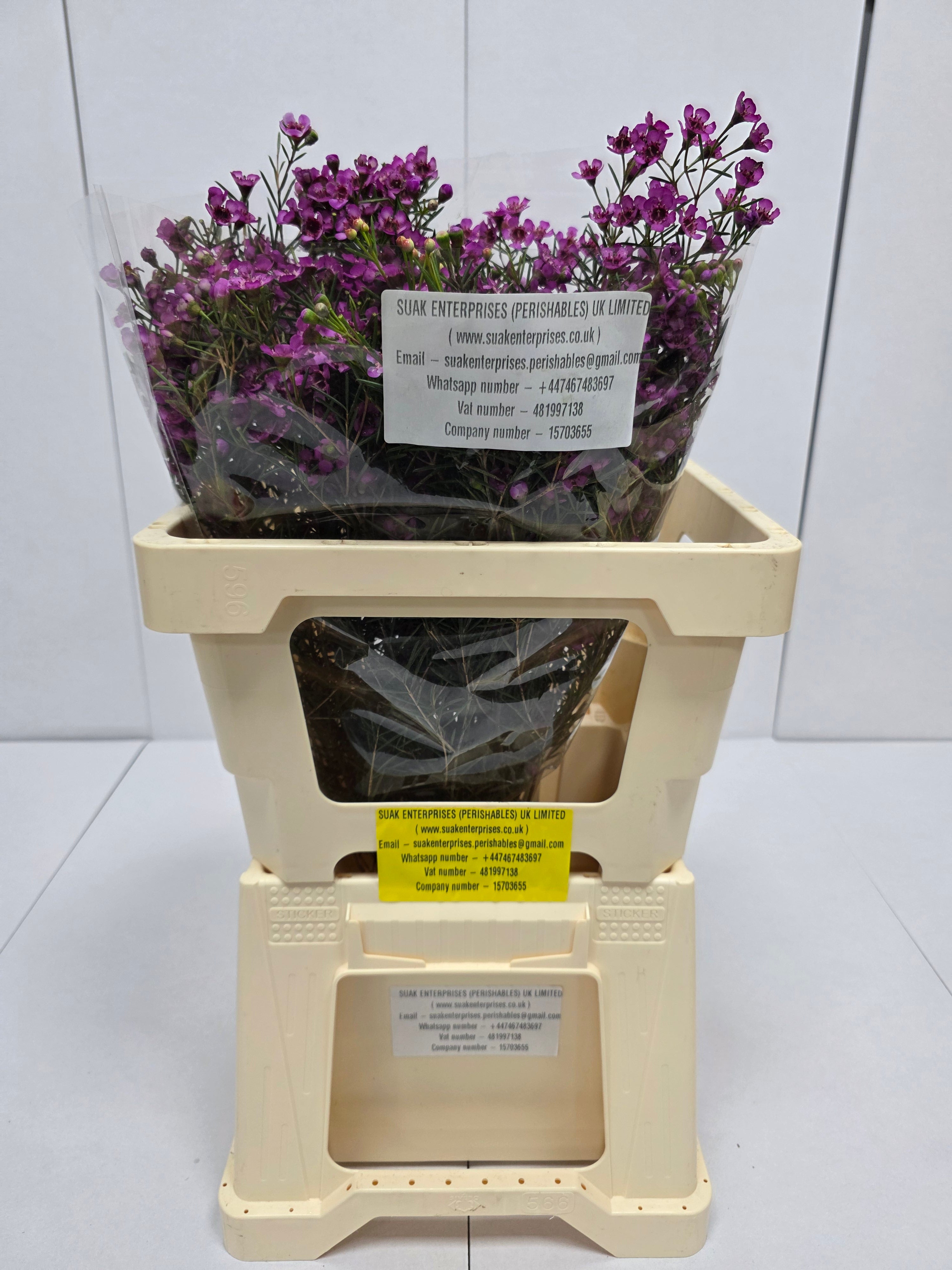 Farm Fresh Chame Wax Jupiter Solar(Bunch of 25 stems, Length 60cm)