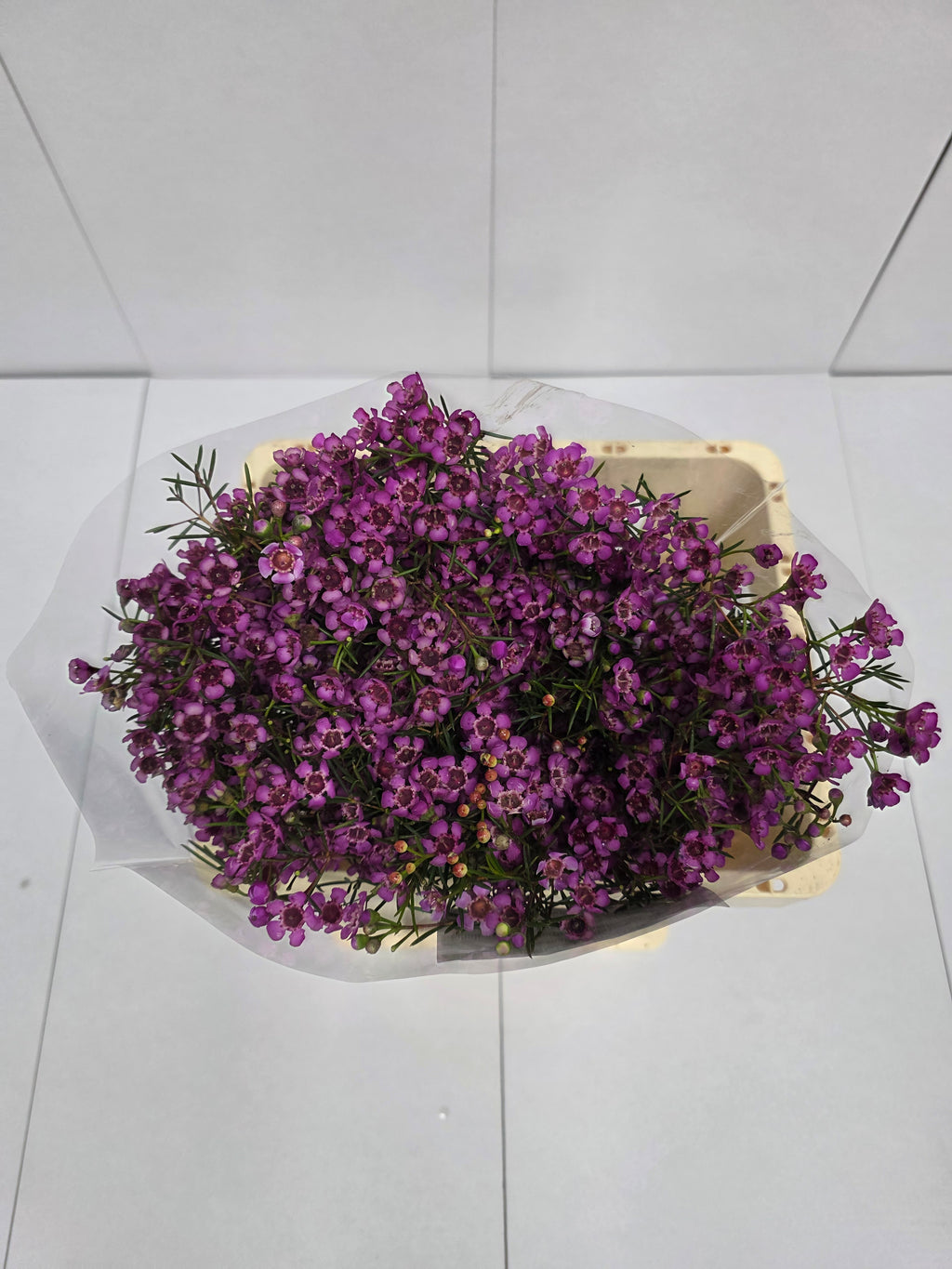 Farm Fresh Chame Wax Jupiter Solar(Bunch of 25 stems, Length 60cm)
