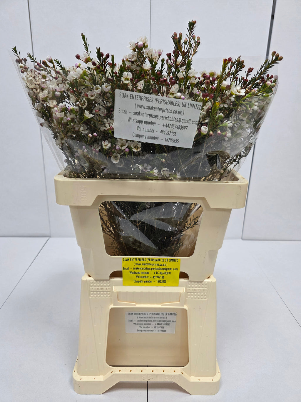 Farm Fresh Chame Wax Liron(Bunch of 25 stems, Length 60cm)