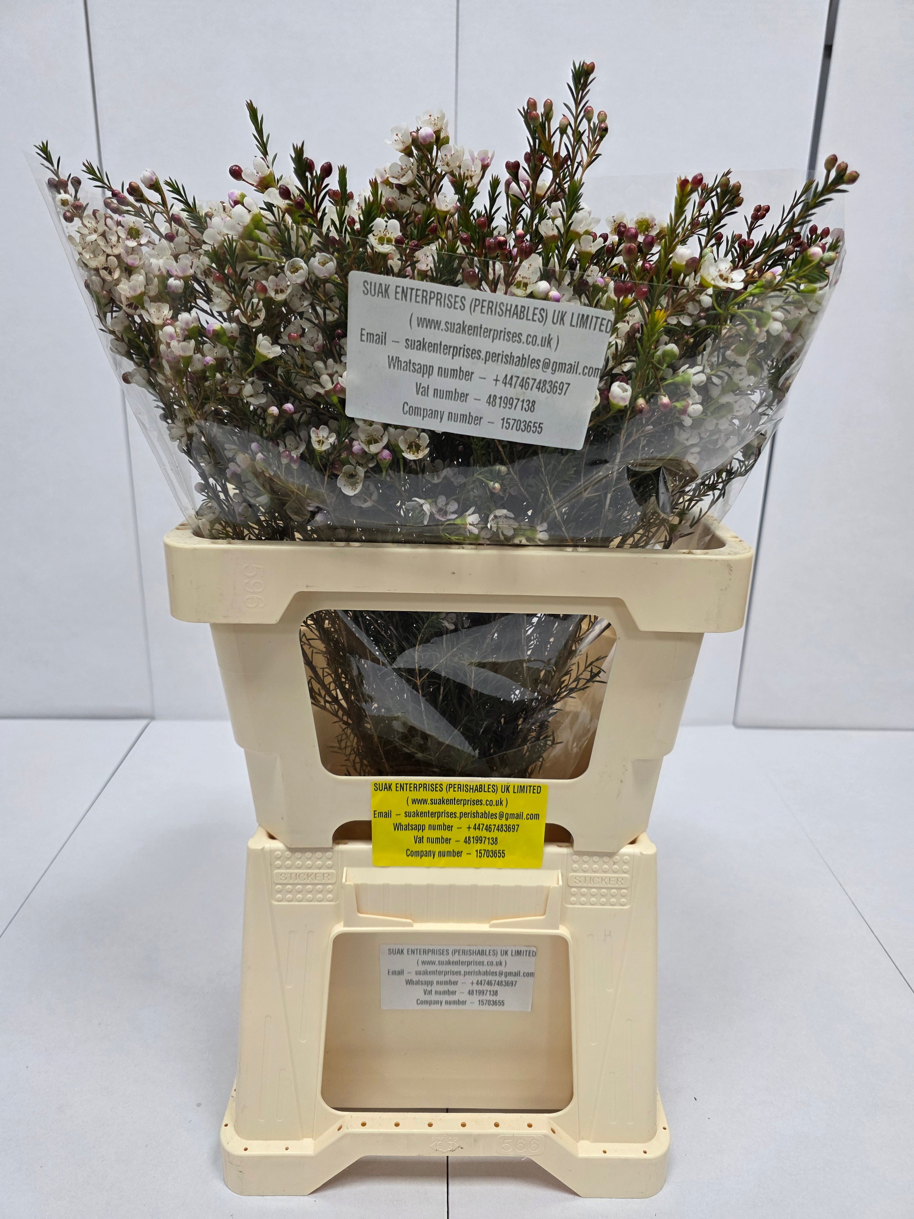 Farm Fresh Chame Wax Liron(Bunch of 25 stems, Length 60cm)