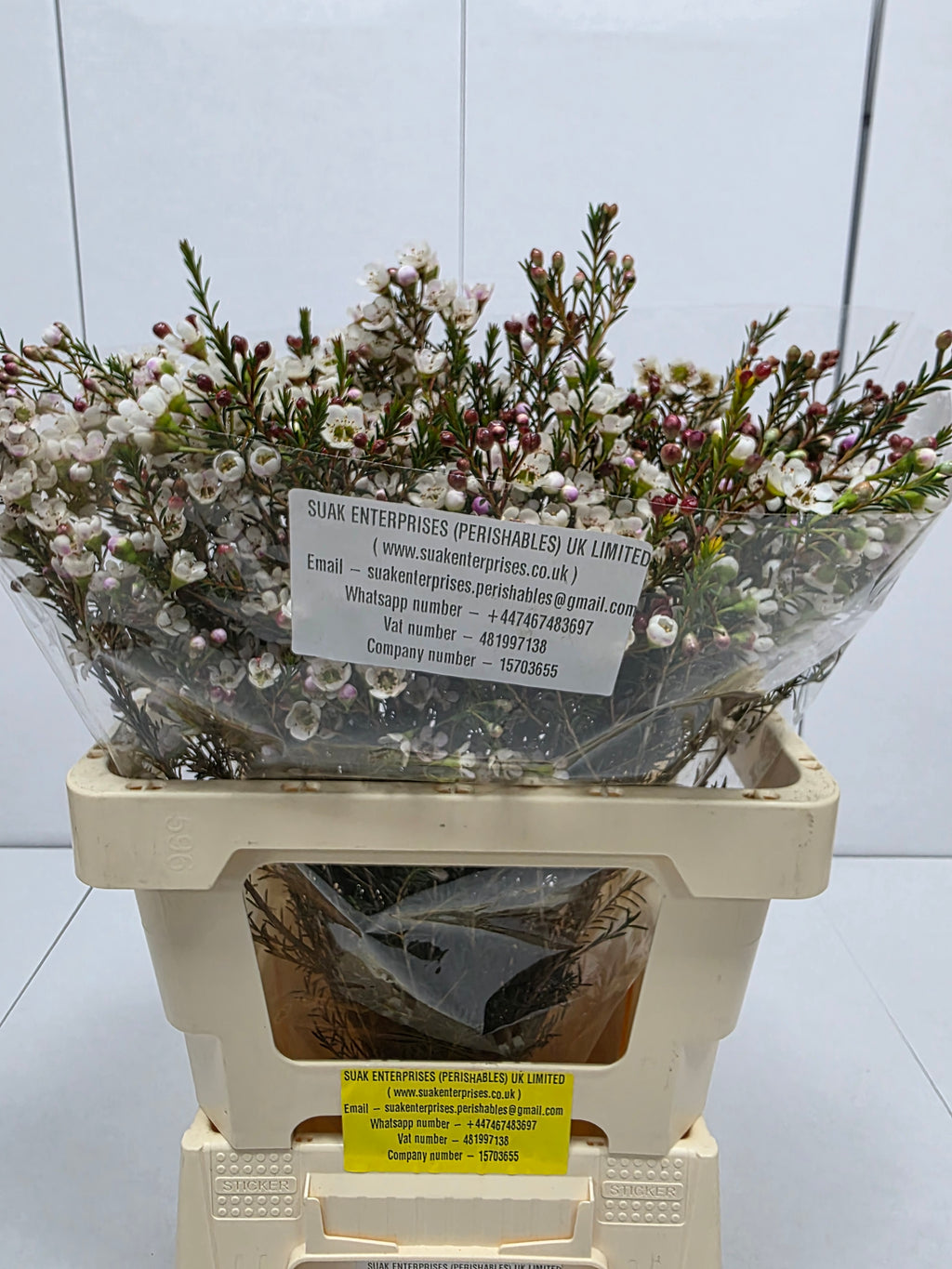 Farm Fresh Chame Wax Liron(Bunch of 25 stems, Length 60cm)