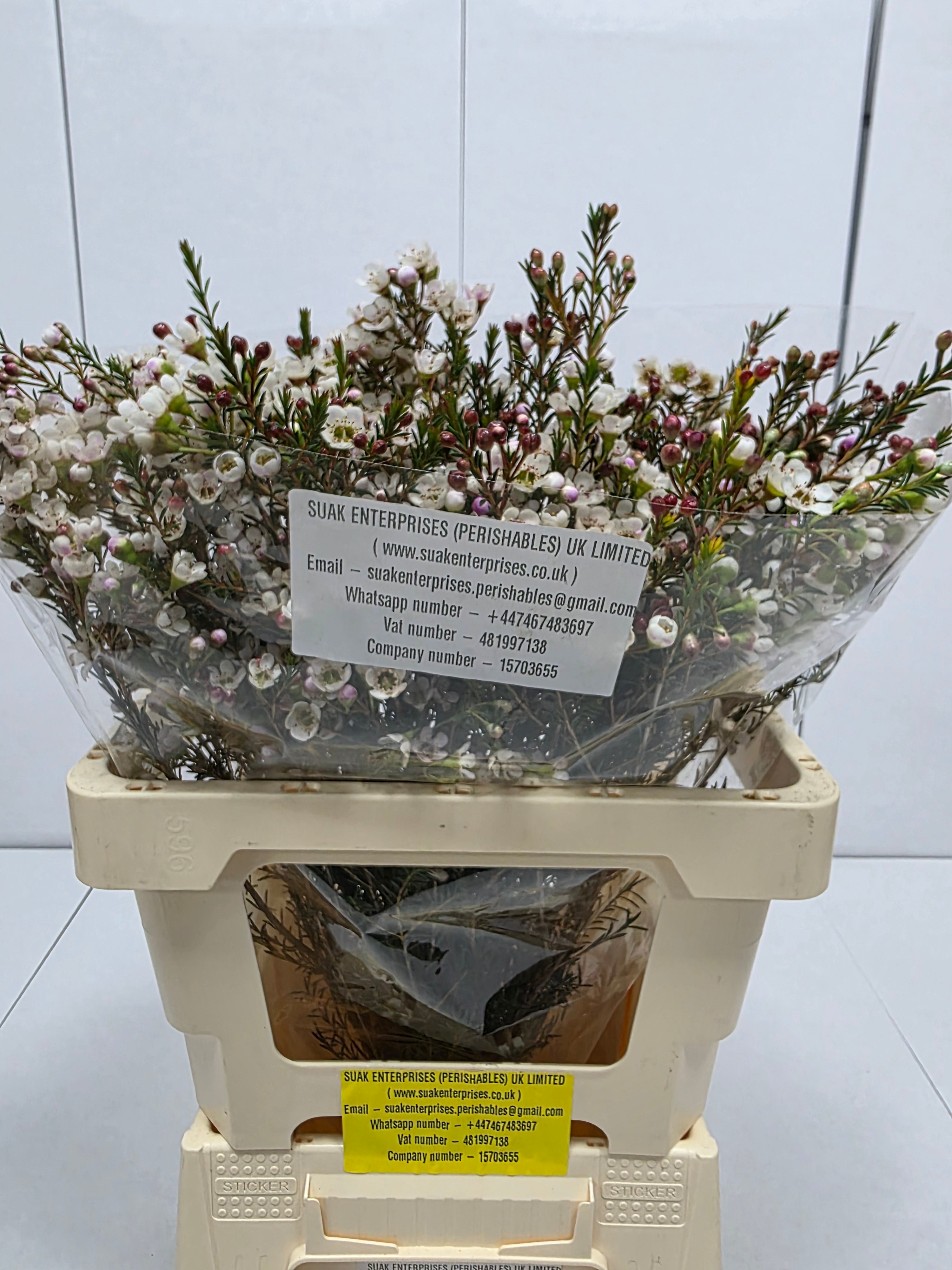 Farm Fresh Chame Wax Liron(Bunch of 25 stems, Length 60cm)