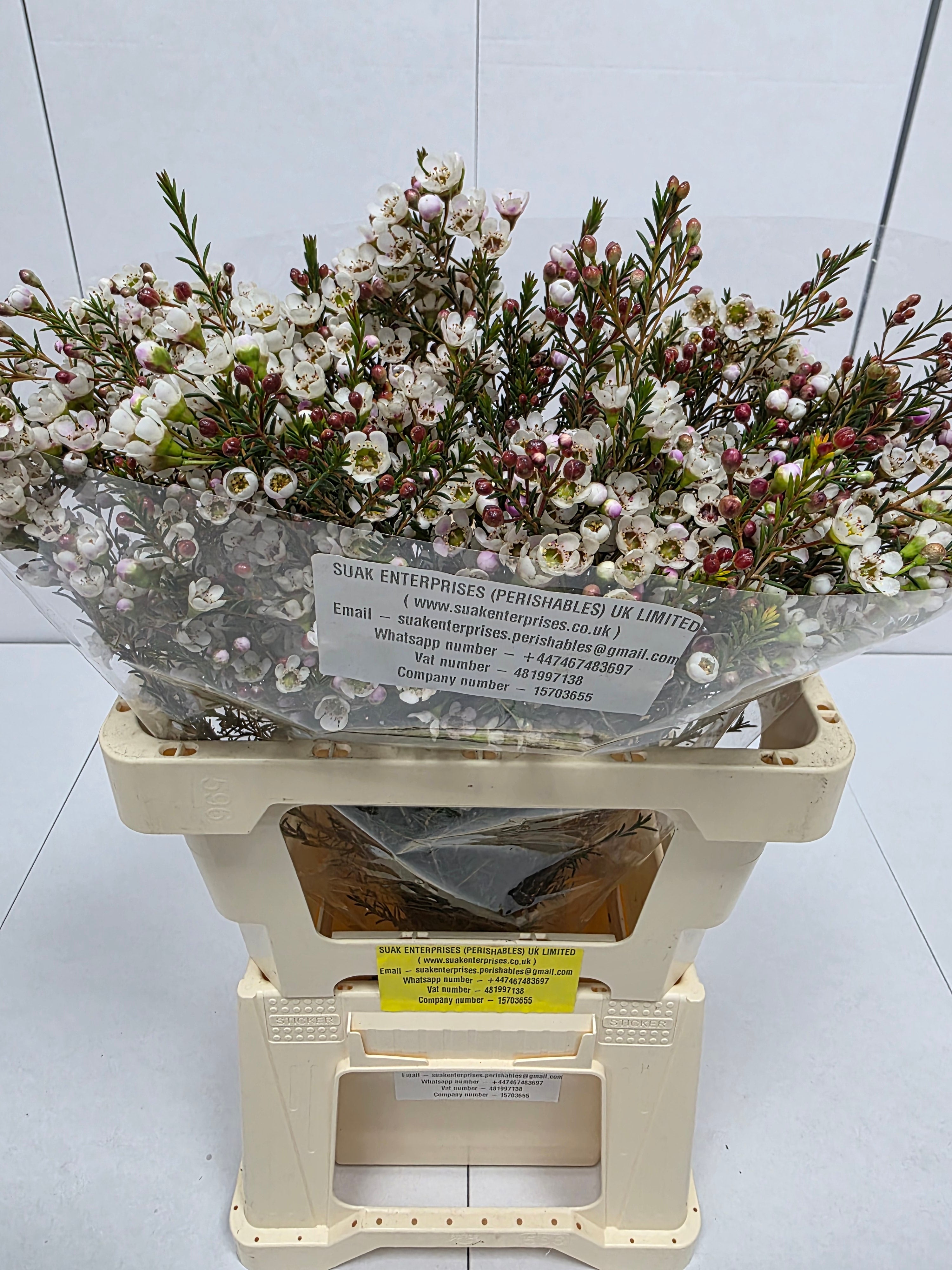 Farm Fresh Chame Wax Liron(Bunch of 25 stems, Length 60cm)
