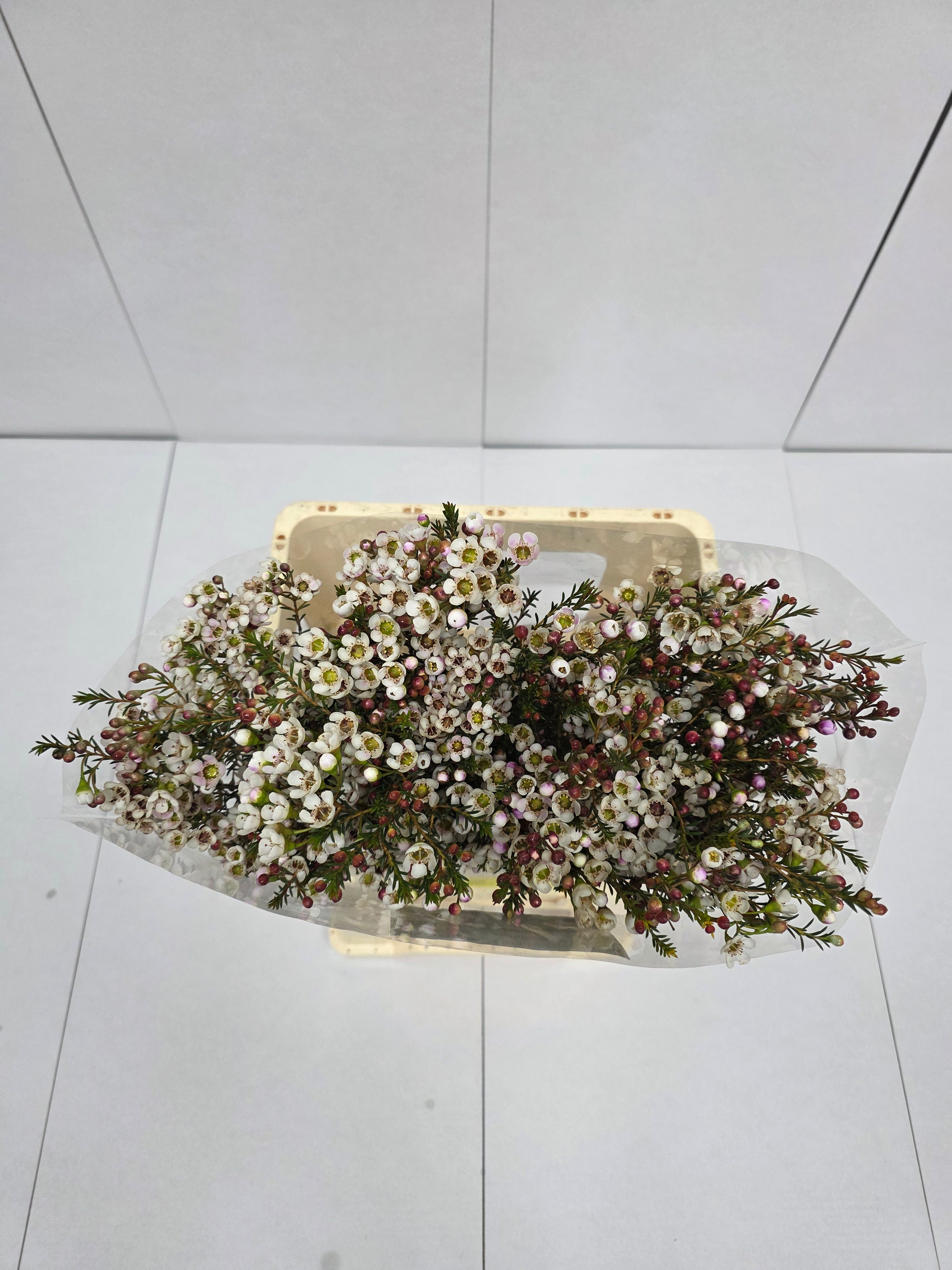 Farm Fresh Chame Wax Liron(Bunch of 25 stems, Length 60cm)