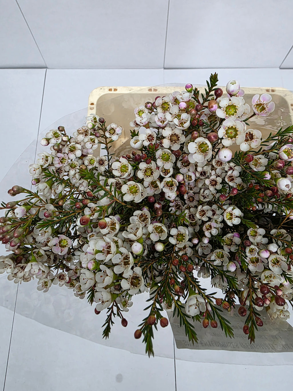 Farm Fresh Chame Wax Liron(Bunch of 25 stems, Length 60cm)