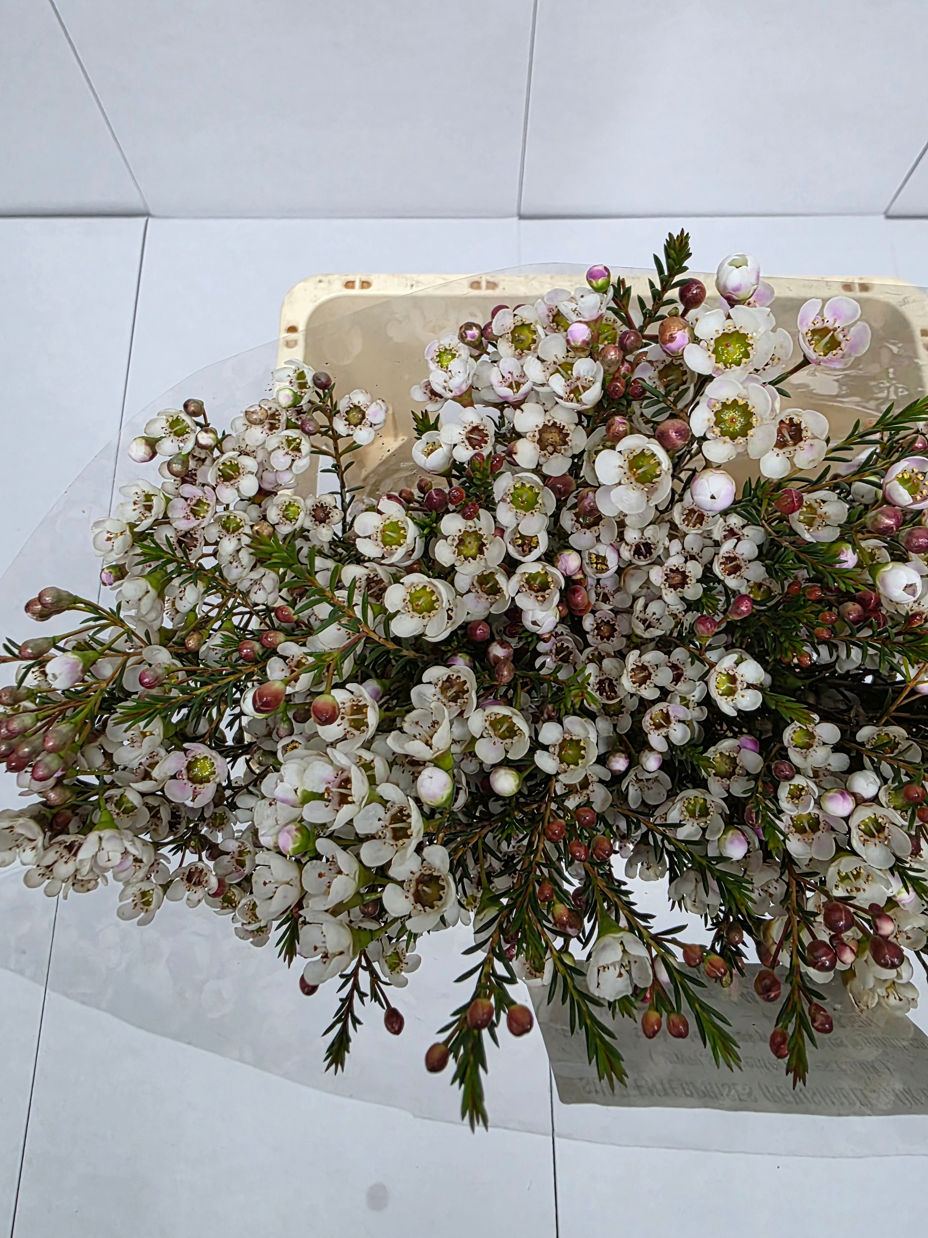 Farm Fresh Chame Wax Liron(Bunch of 25 stems, Length 60cm)