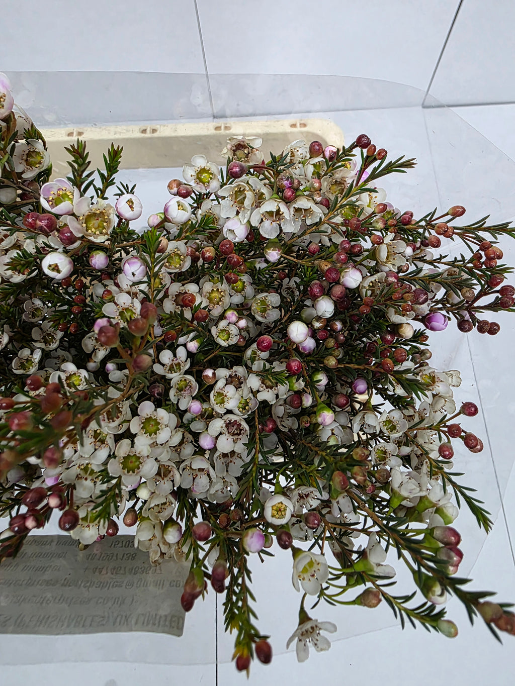 Farm Fresh Chame Wax Liron(Bunch of 25 stems, Length 60cm)