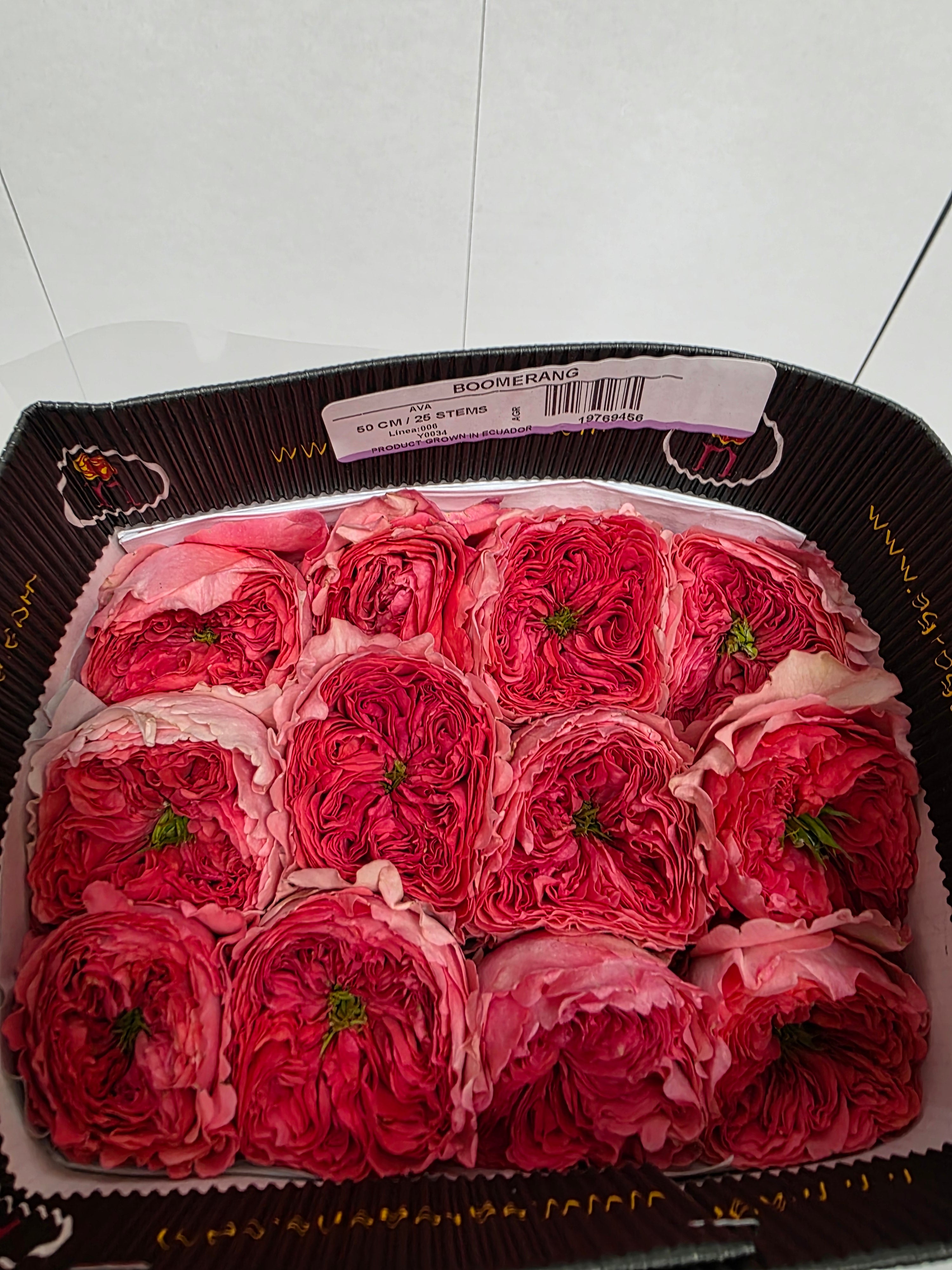 Farm Fresh Rosa Ecuadorian Garden Boomerang (Bunch of 25 stems, Length 50cm)