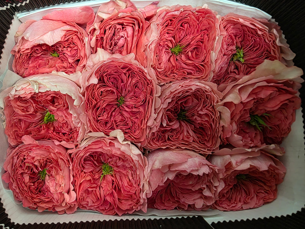 Farm Fresh Rosa Ecuadorian Garden Boomerang (Bunch of 25 stems, Length 50cm)