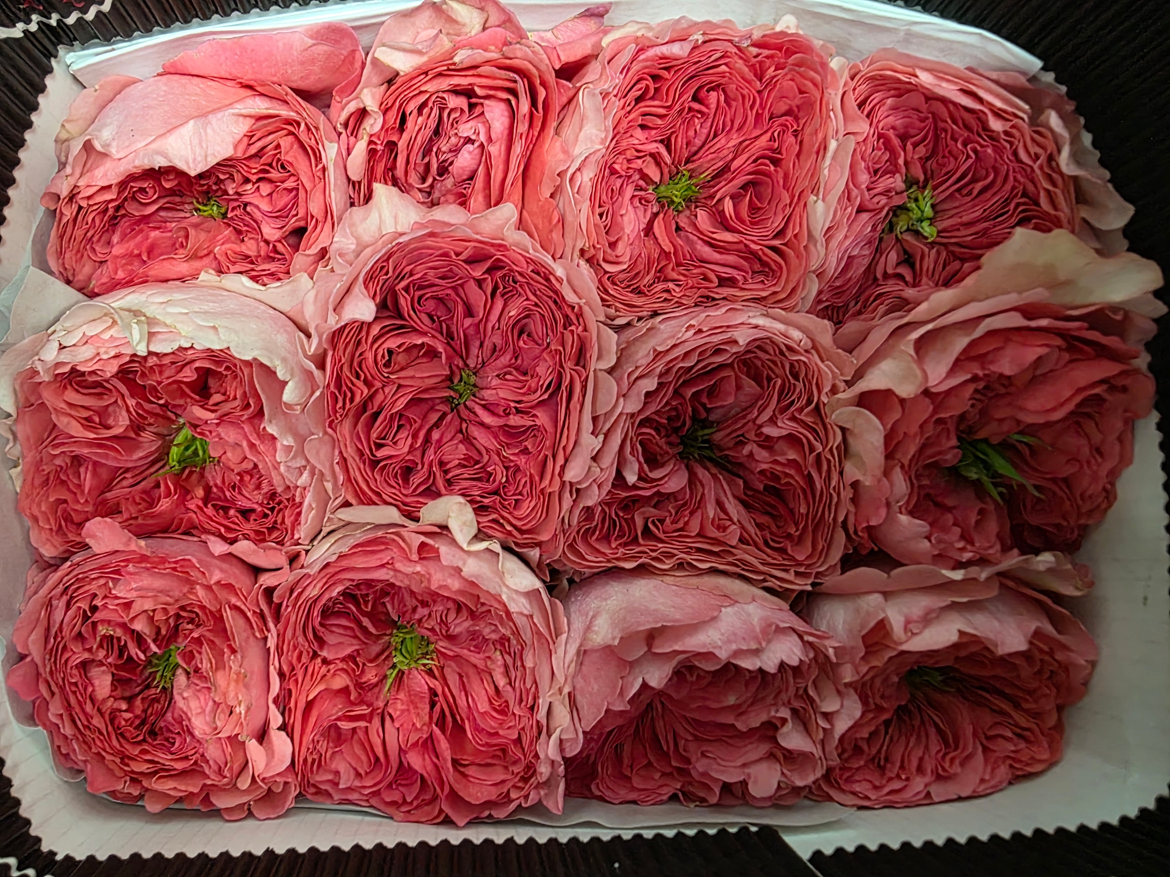 Farm Fresh Rosa Ecuadorian Garden Boomerang (Bunch of 25 stems, Length 50cm)
