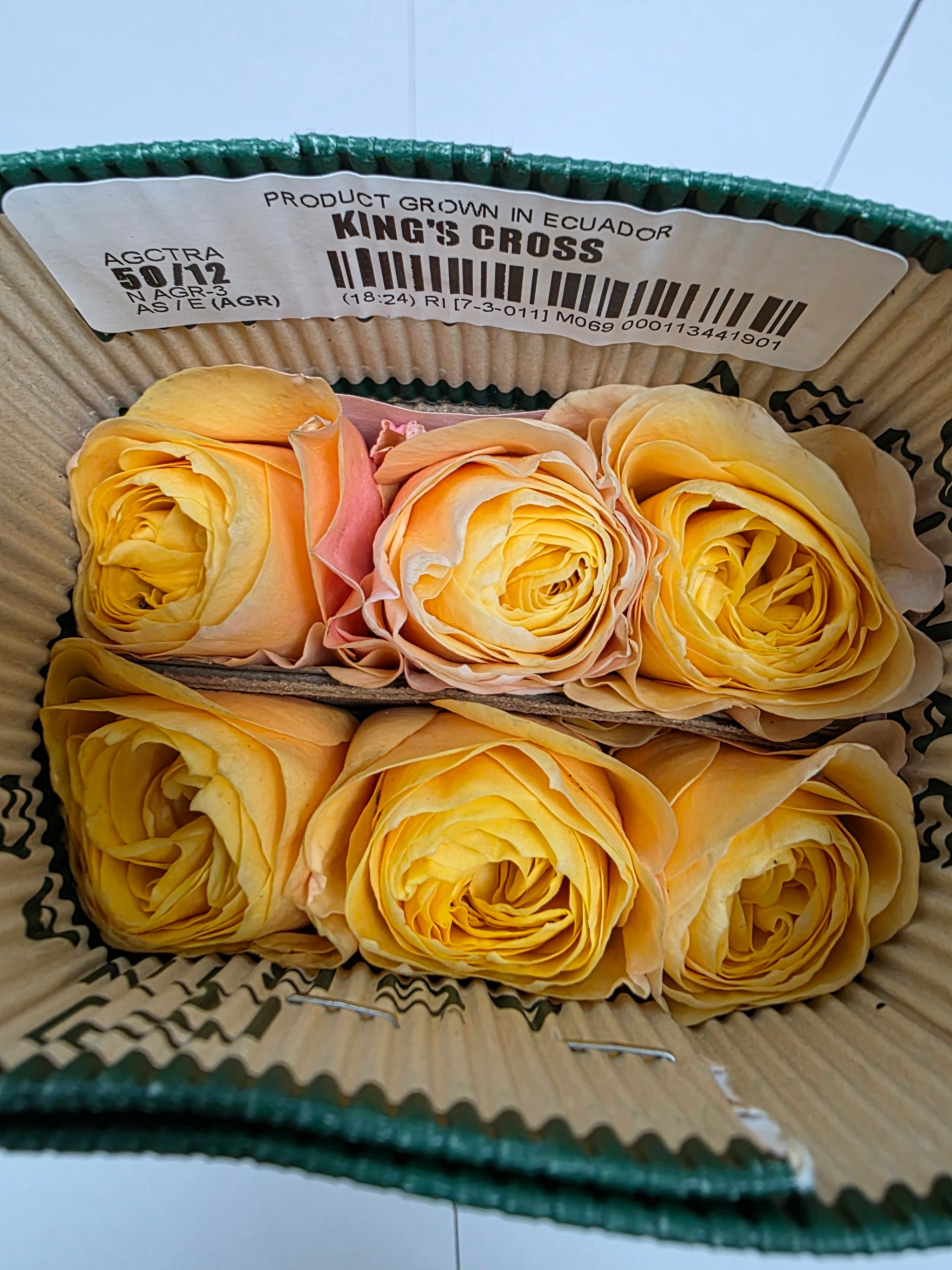Farm Fresh Rosa Ecuadorian Garden Kings Cross (Bunch of 12 stems, Length 50cm)