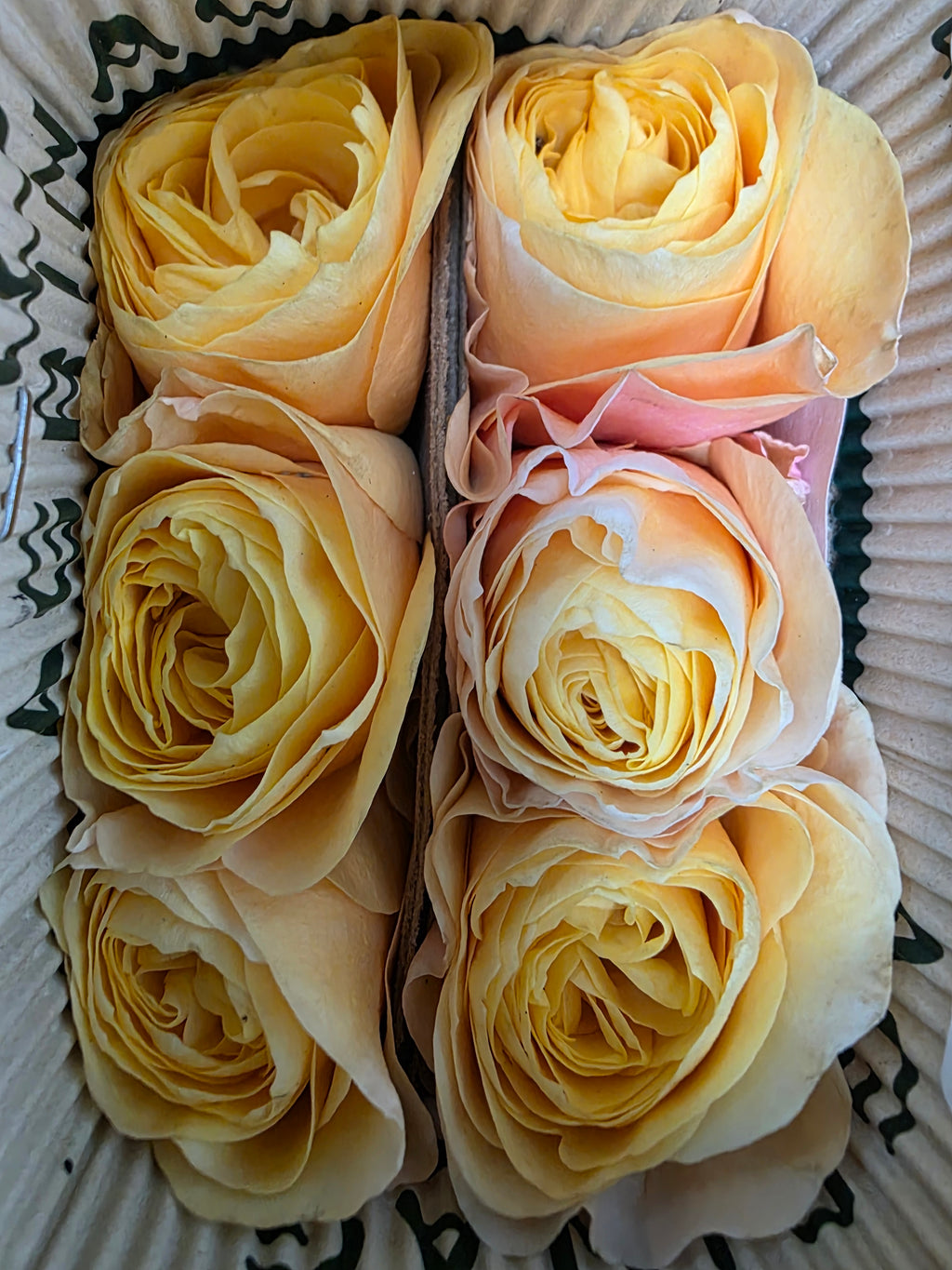 Farm Fresh Rosa Ecuadorian Garden Kings Cross (Bunch of 12 stems, Length 50cm)