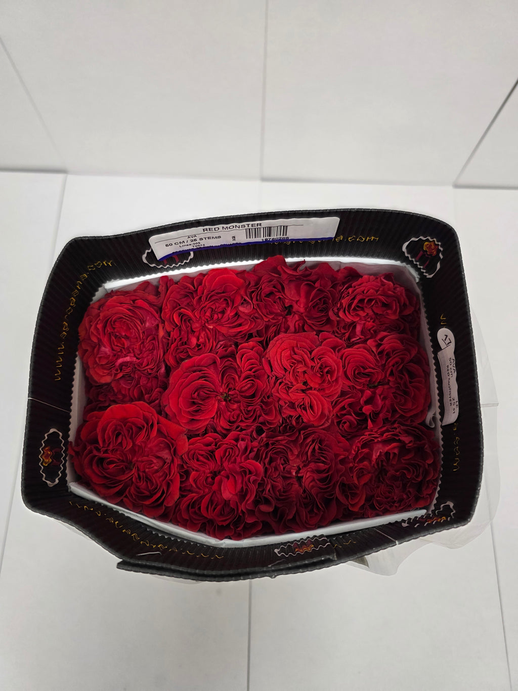 Farm Fresh Rosa Ecuadorian Garden Red Monster (Bunch of 25 stems, Length 50cm)