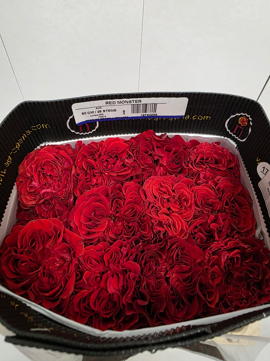Farm Fresh Rosa Ecuadorian Garden Red Monster (Bunch of 25 stems, Length 50cm)