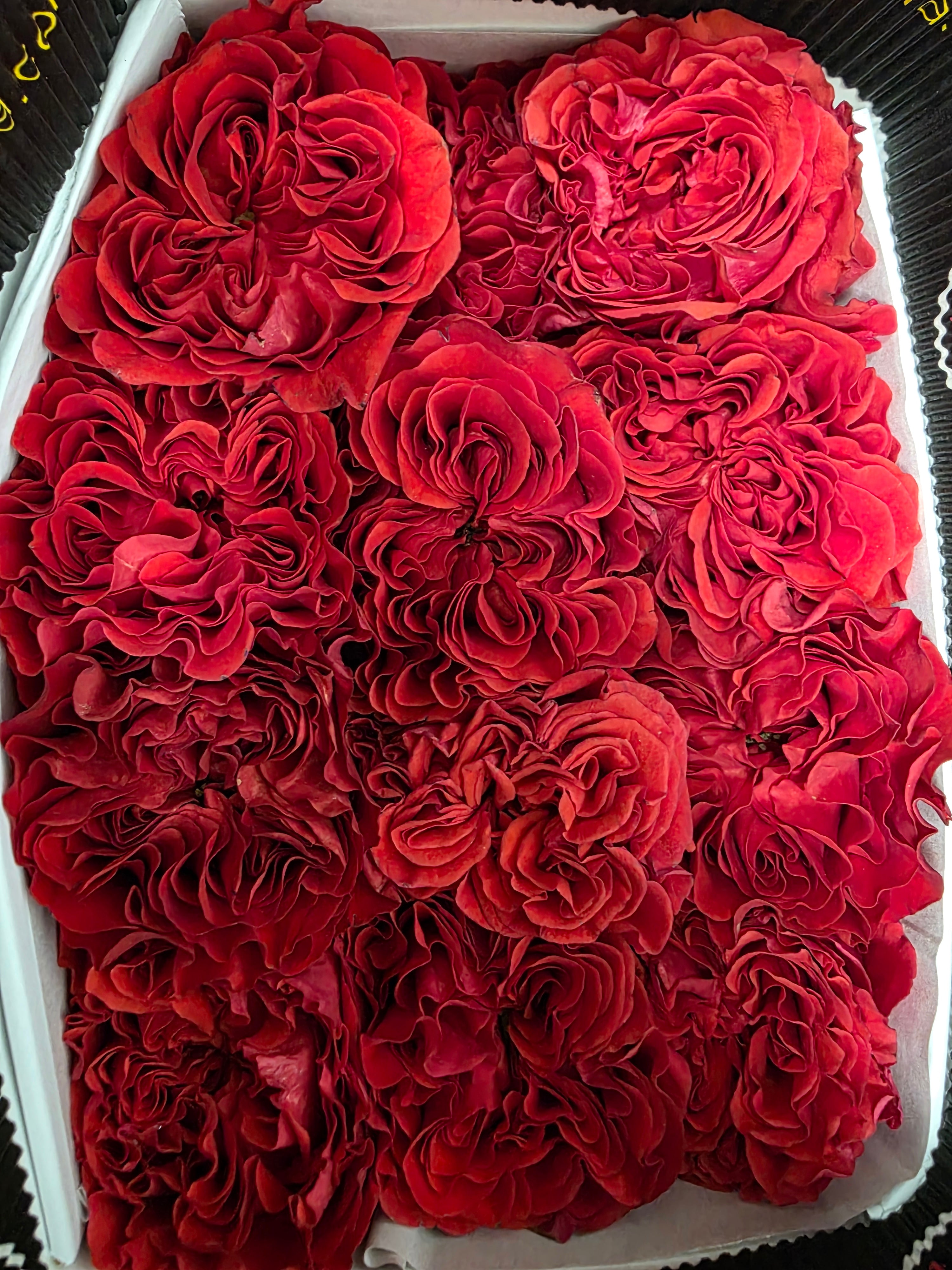 Farm Fresh Rosa Ecuadorian Garden Red Monster (Bunch of 25 stems, Length 50cm)
