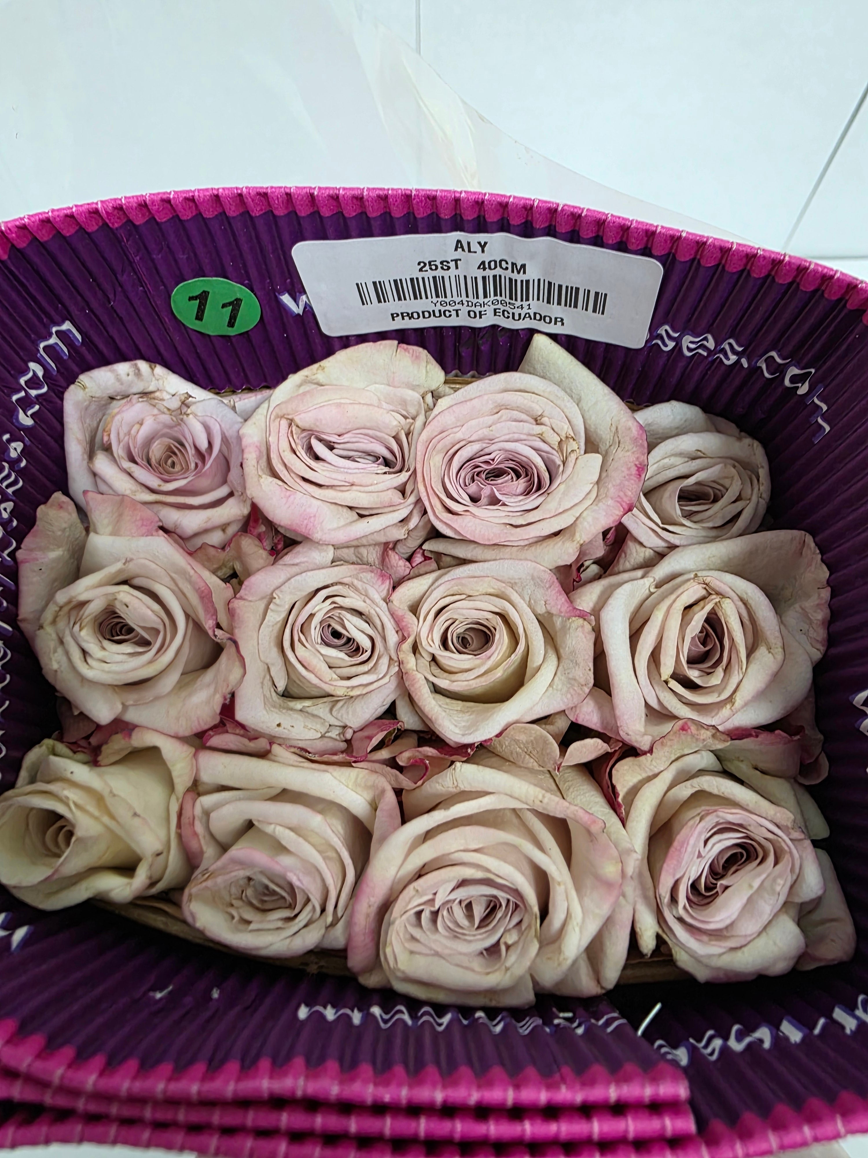 Farm Fresh Rosa Ecuadorian Gr Aly (Bunch of 25 stems, Length 40cm)