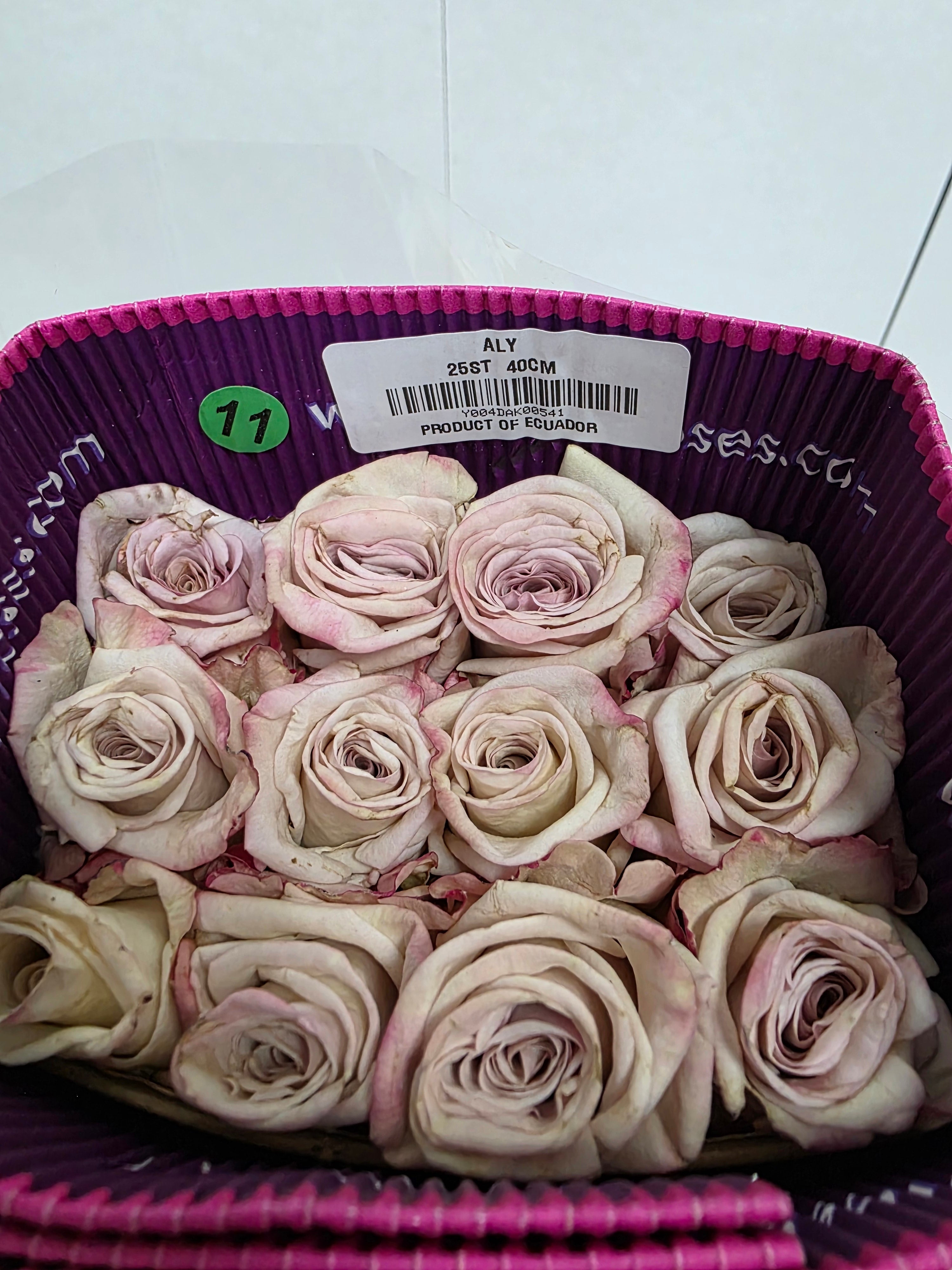 Farm Fresh Rosa Ecuadorian Gr Aly (Bunch of 25 stems, Length 40cm)