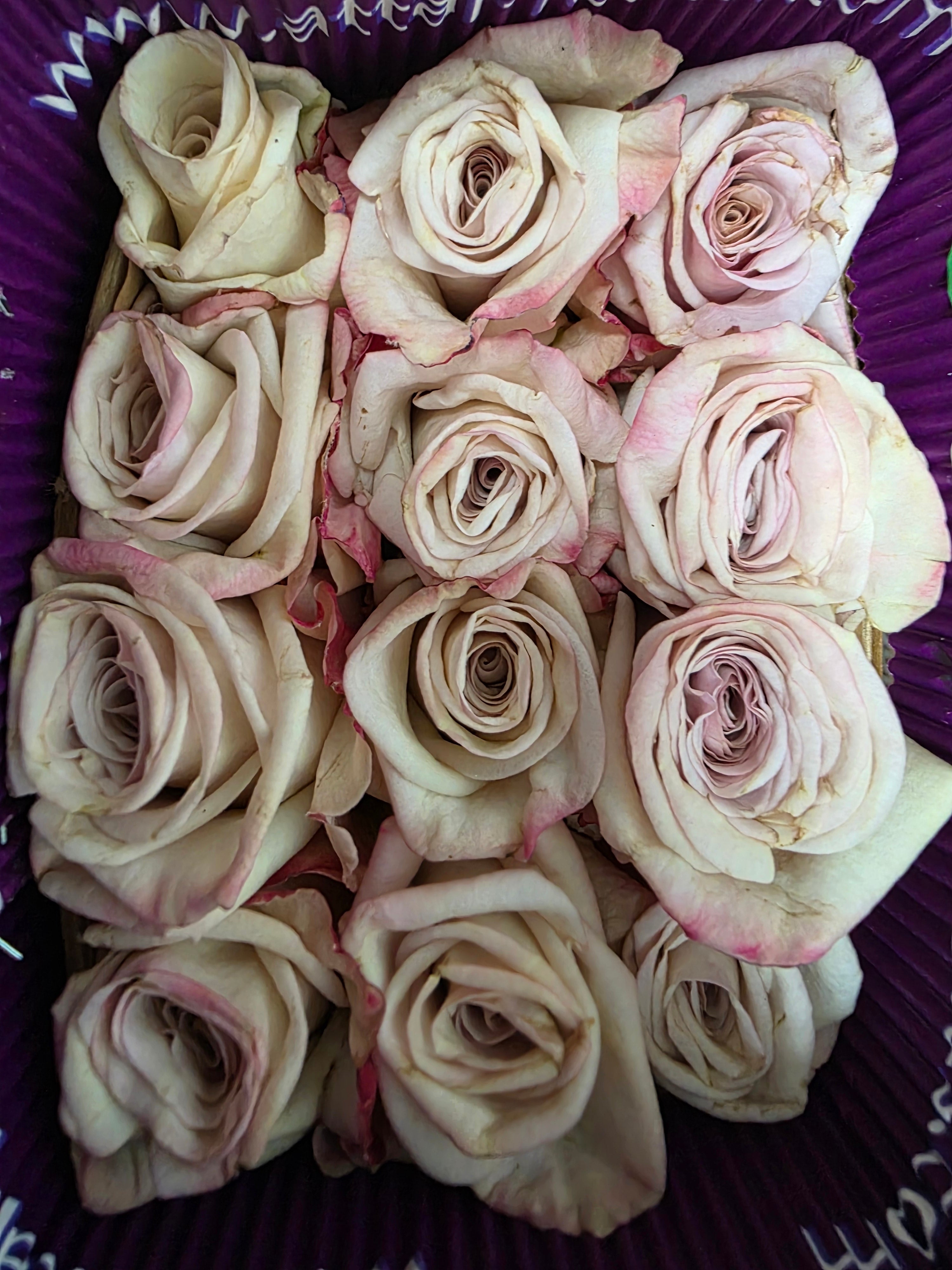 Farm Fresh Rosa Ecuadorian Gr Aly (Bunch of 25 stems, Length 40cm)