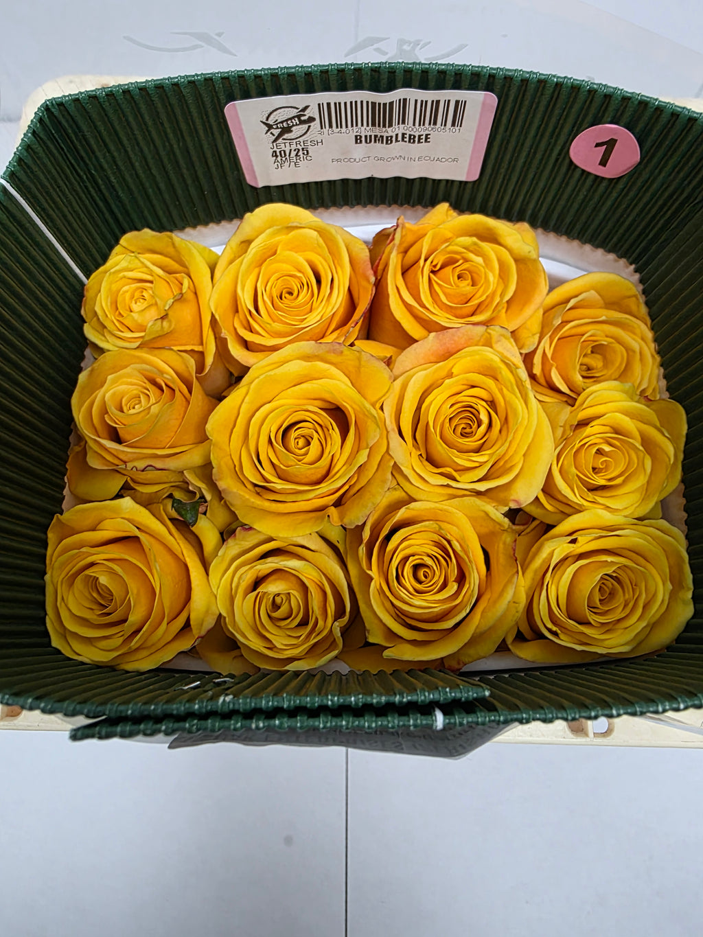 Farm Fresh Rosa Ecuadorian Gr Bumblebee (Bunch of 25 stems, Length 40cm)