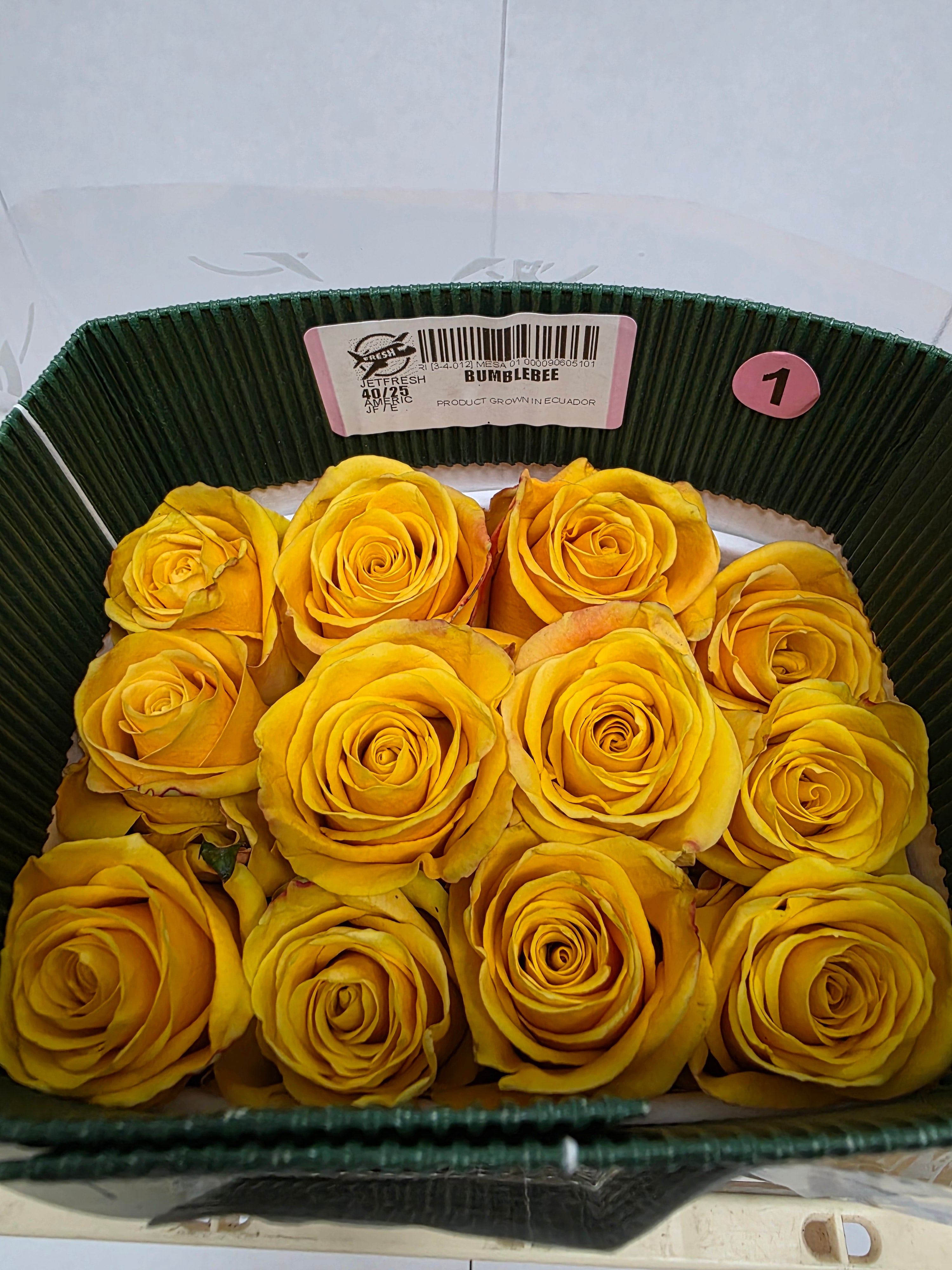 Farm Fresh Rosa Ecuadorian Gr Bumblebee (Bunch of 25 stems, Length 40cm)