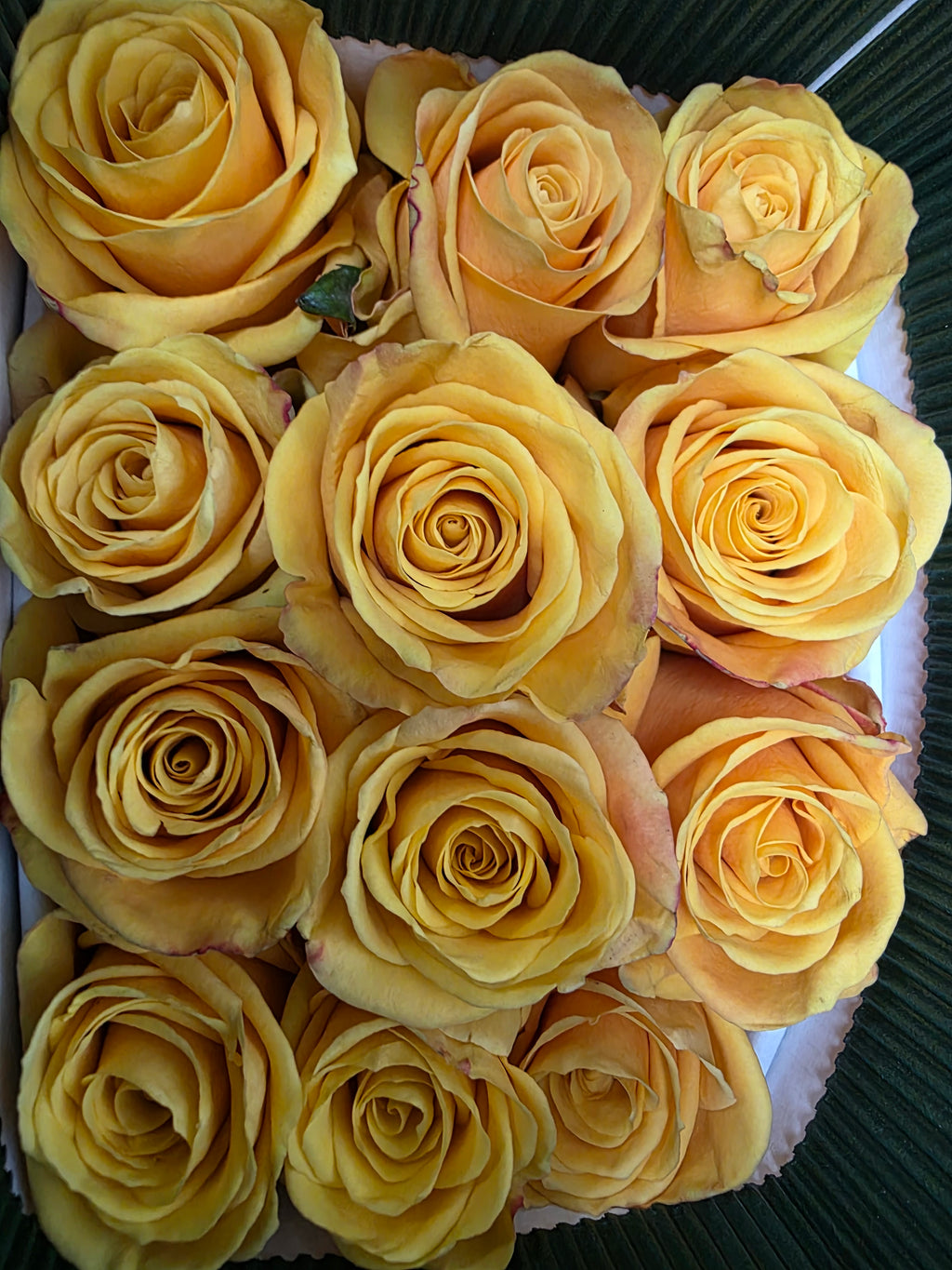 Farm Fresh Rosa Ecuadorian Gr Bumblebee (Bunch of 25 stems, Length 40cm)