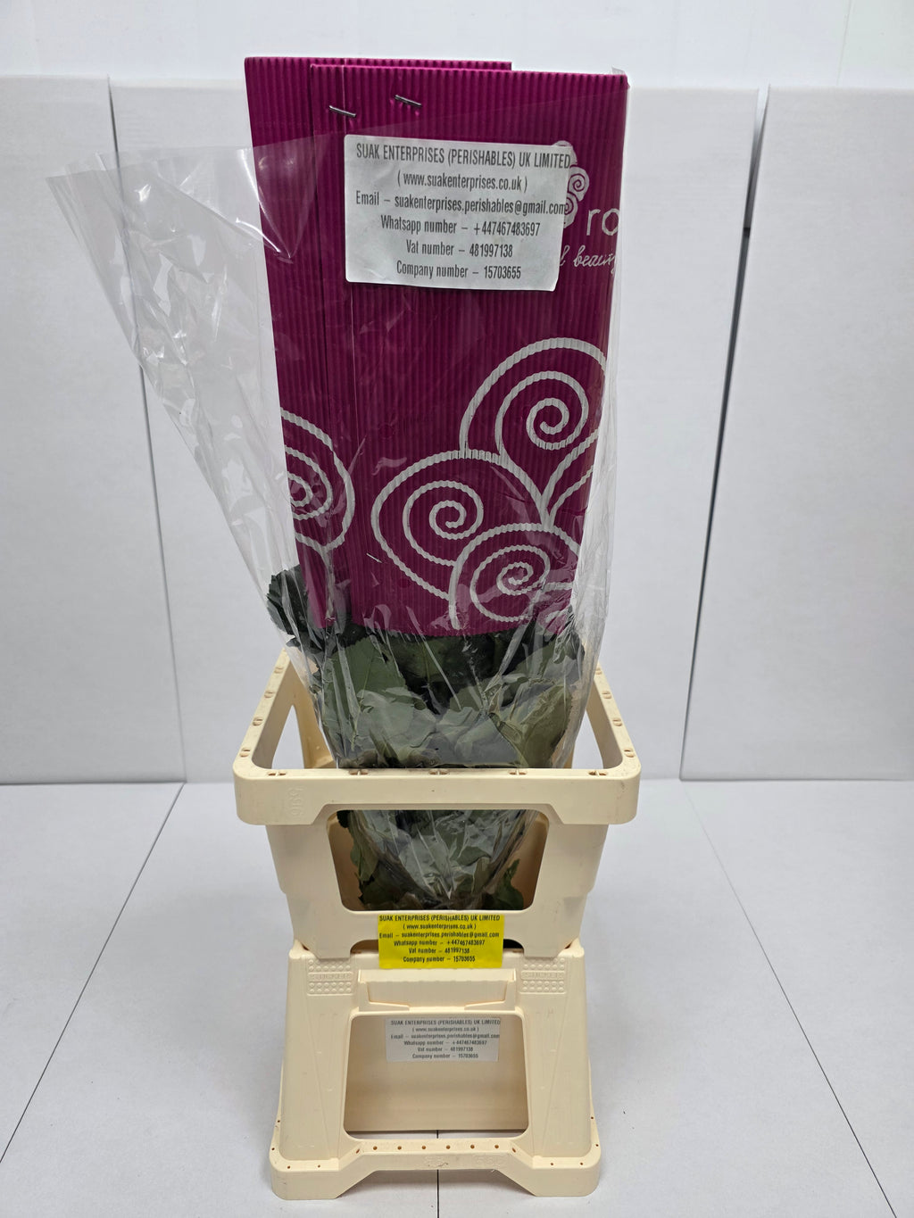 Farm Fresh Rosa Ecuadorian Gr Glitz(Bunch of 25 stems, Length 70cm)