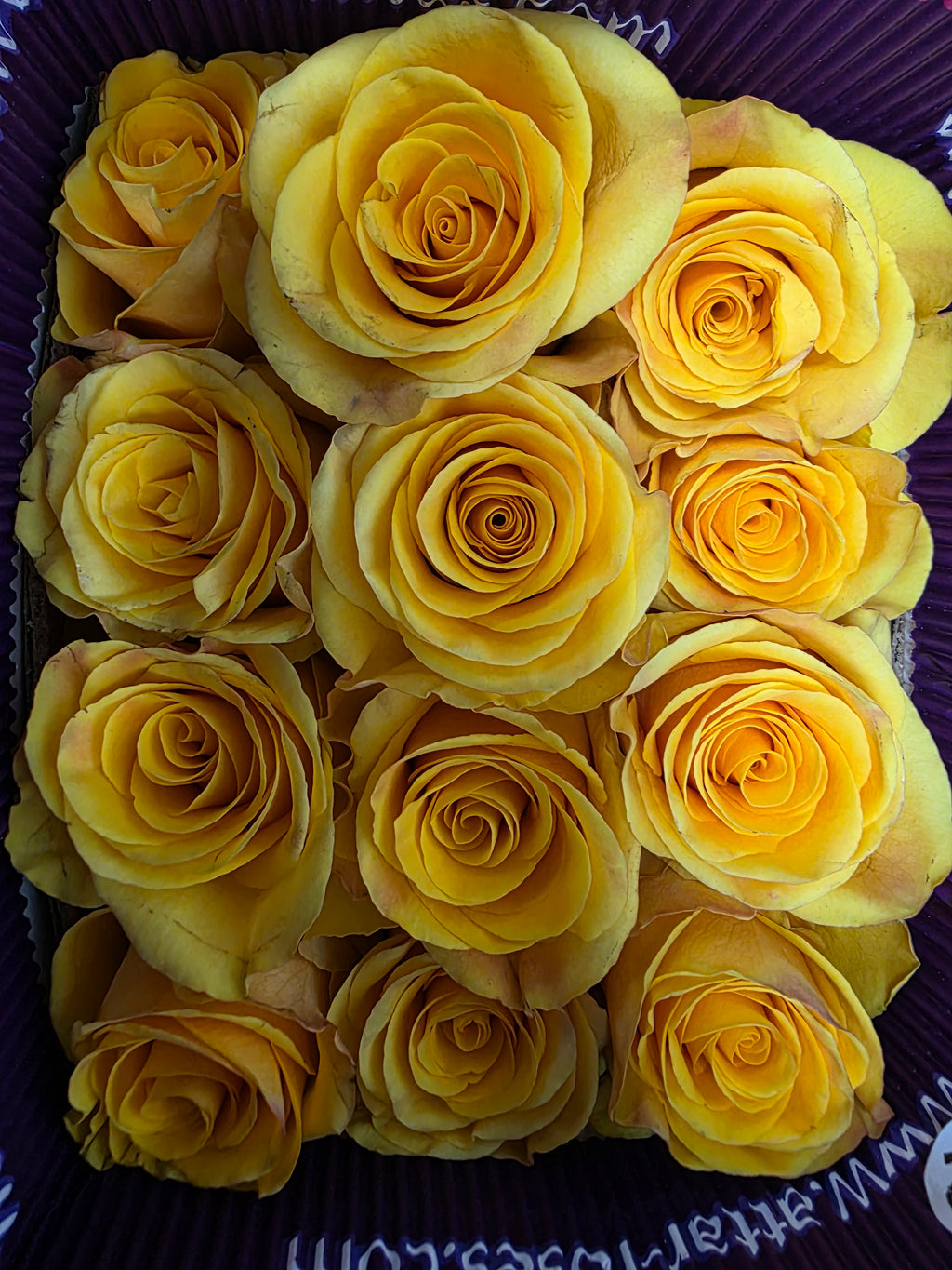 Farm Fresh Rosa Ecuadorian Gr Glitz(Bunch of 25 stems, Length 70cm)