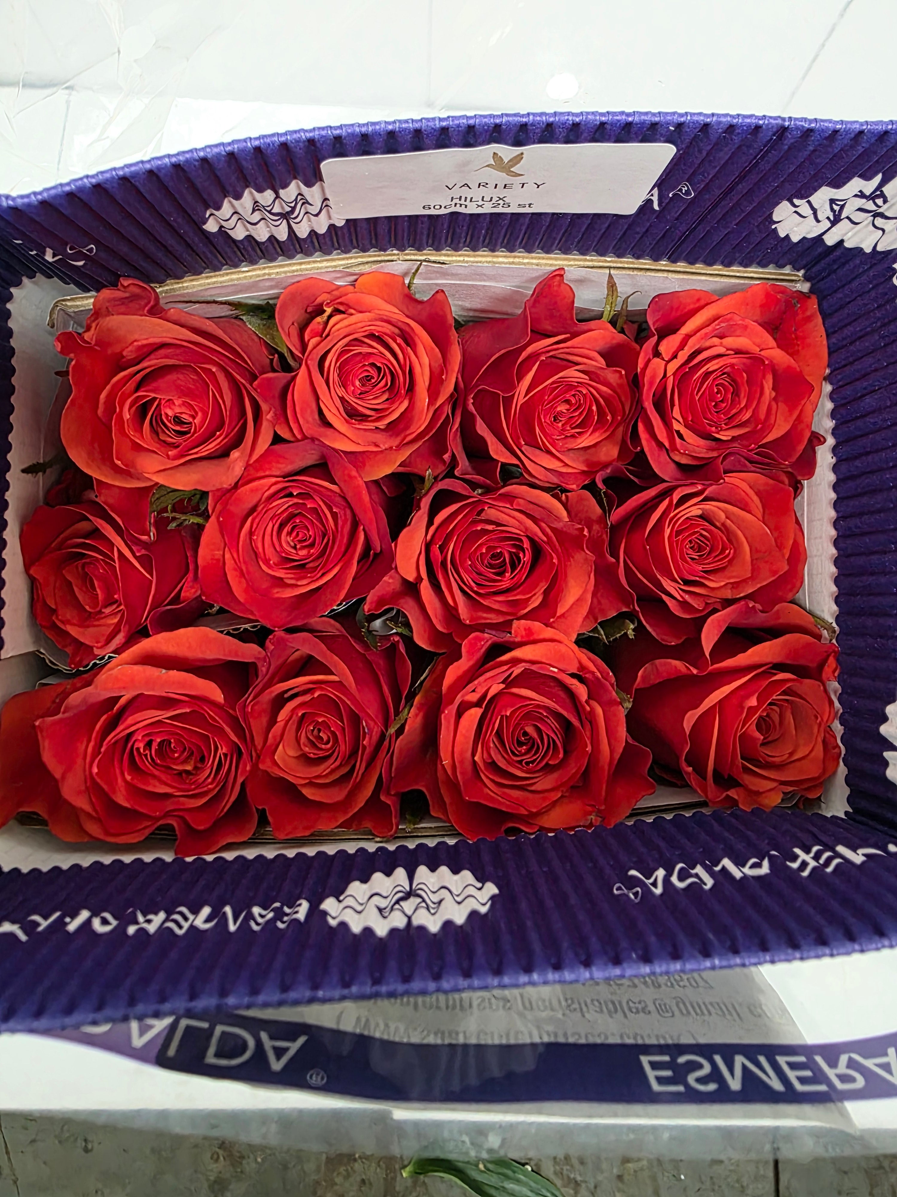 Farm Fresh Rosa Ec Gr Hilux(Bunch of 25 stems, Length 60cm)