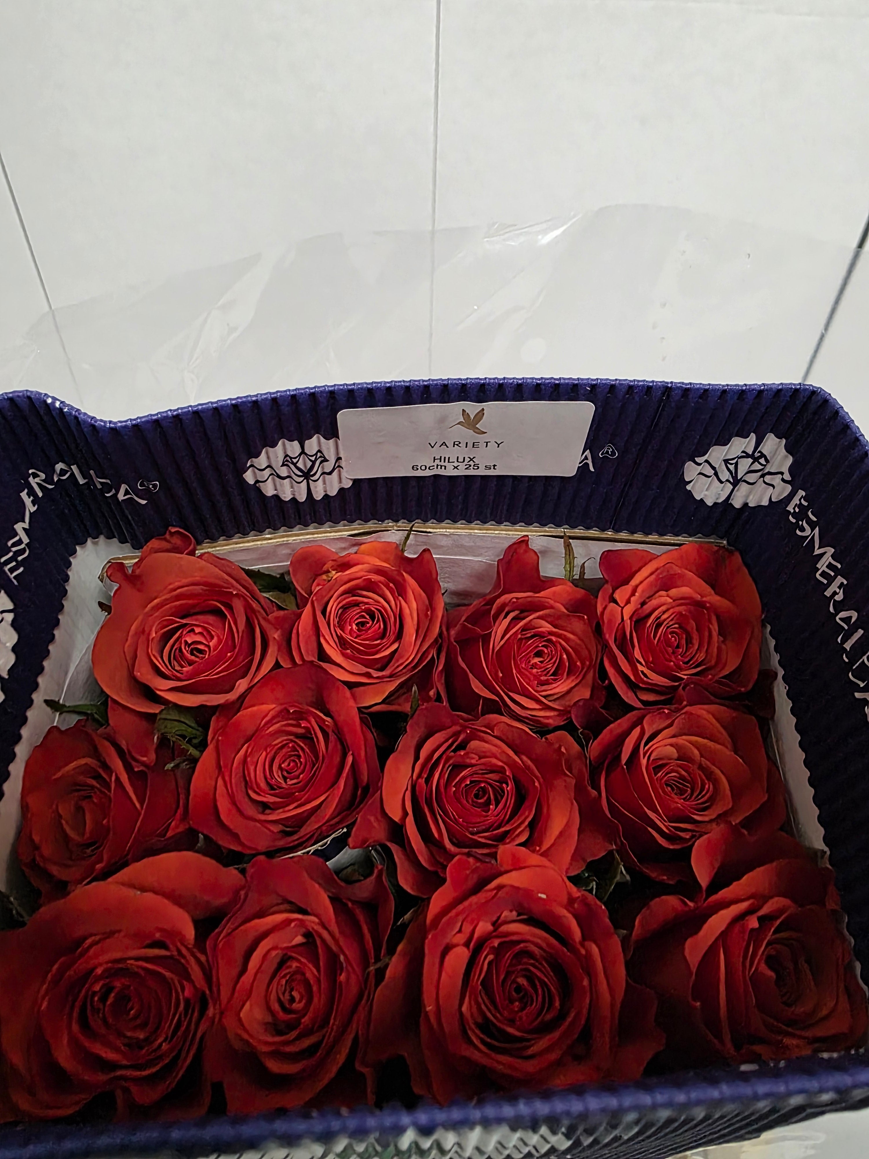 Farm Fresh Rosa Ec Gr Hilux(Bunch of 25 stems, Length 60cm)