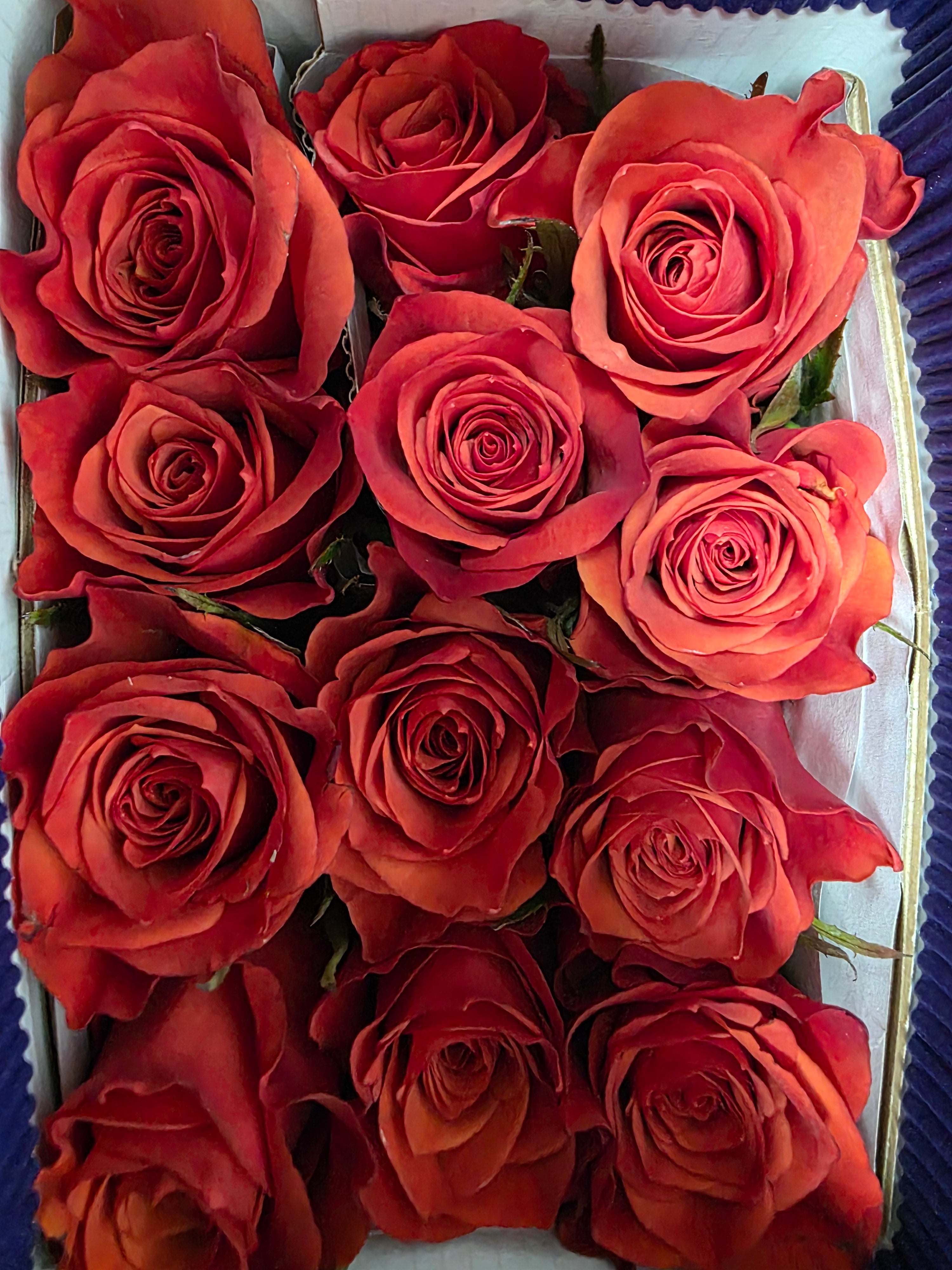 Farm Fresh Rosa Ec Gr Hilux(Bunch of 25 stems, Length 60cm)