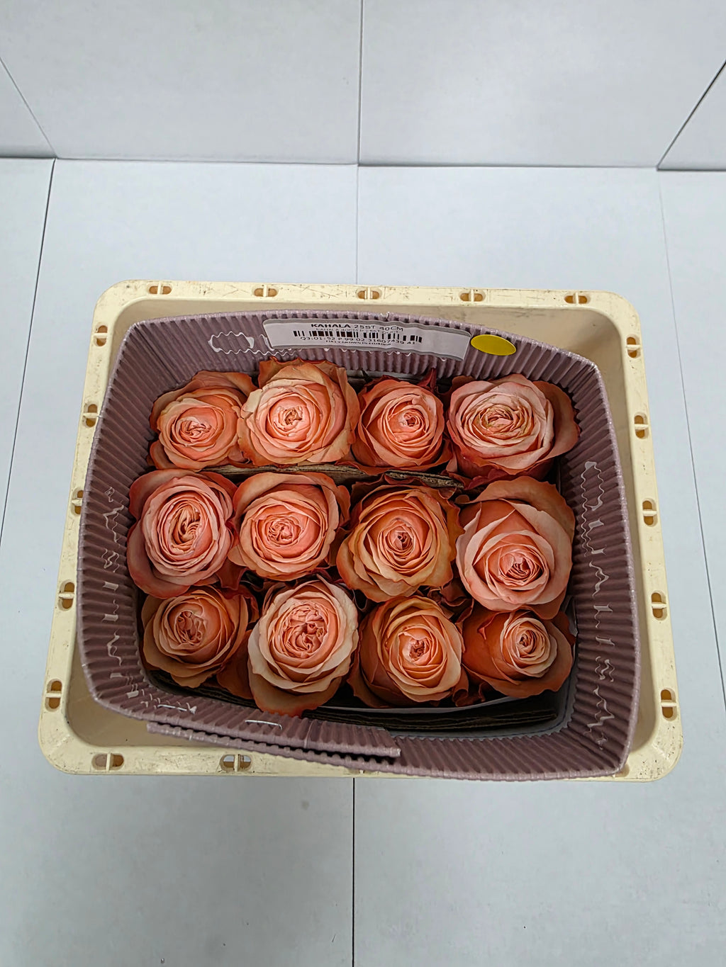 Farm Fresh Rosa Ec Gr Kahala(Bunch of 25 stems, Length 40cm)
