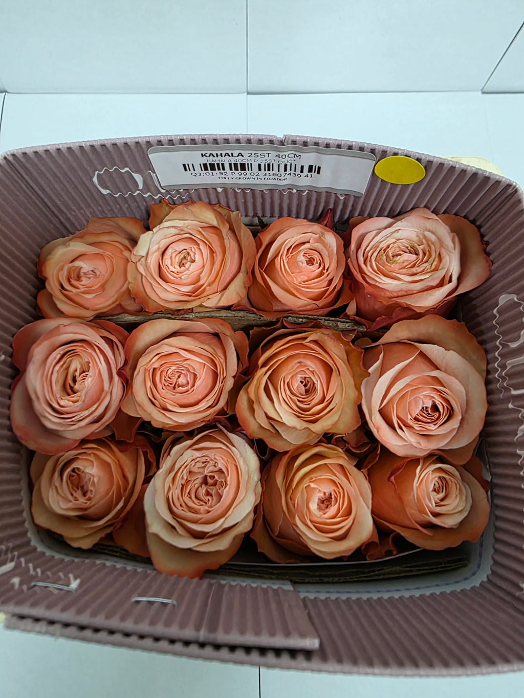 Farm Fresh Rosa Ec Gr Kahala(Bunch of 25 stems, Length 40cm)