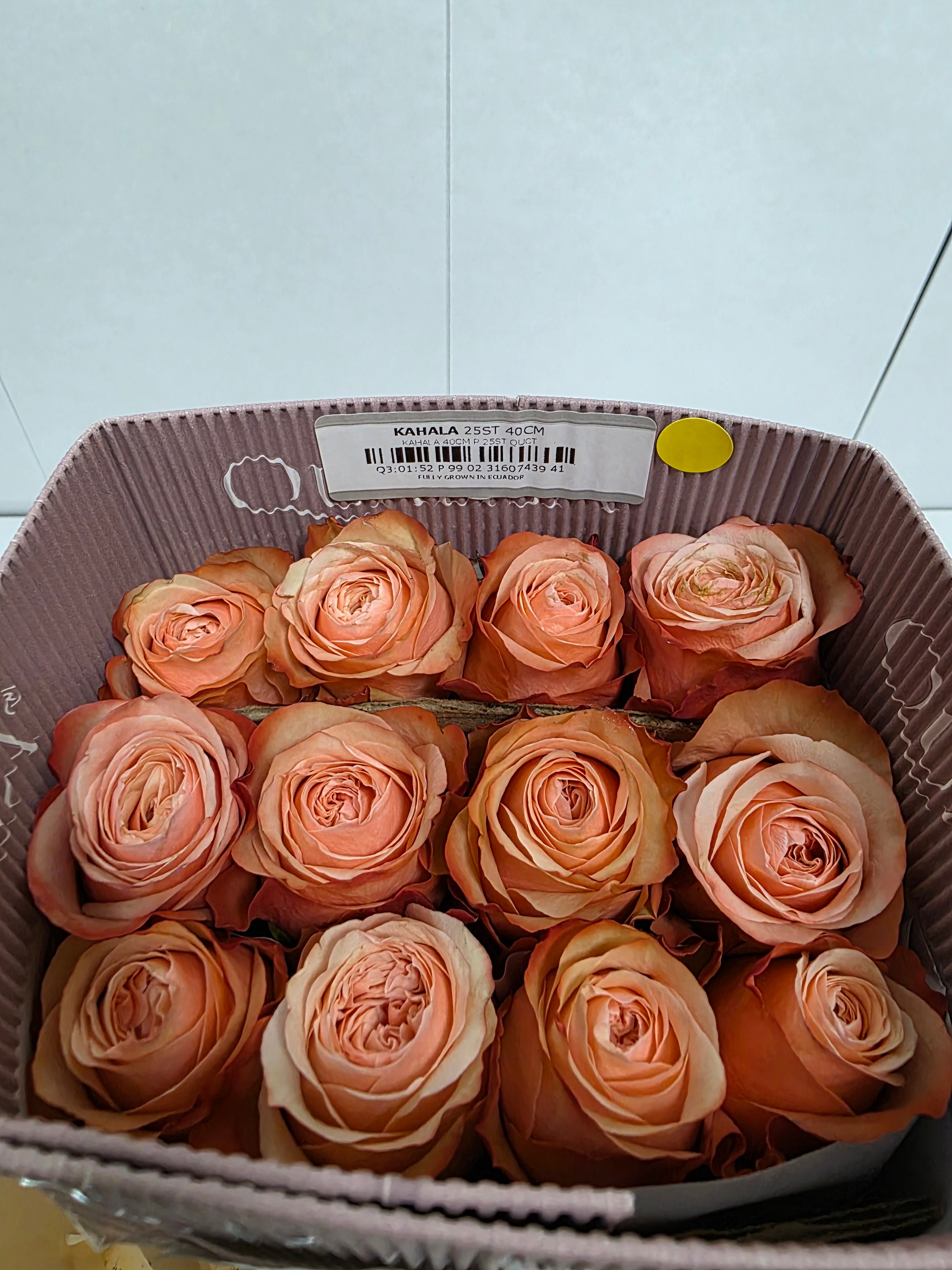 Farm Fresh Rosa Ec Gr Kahala(Bunch of 25 stems, Length 40cm)