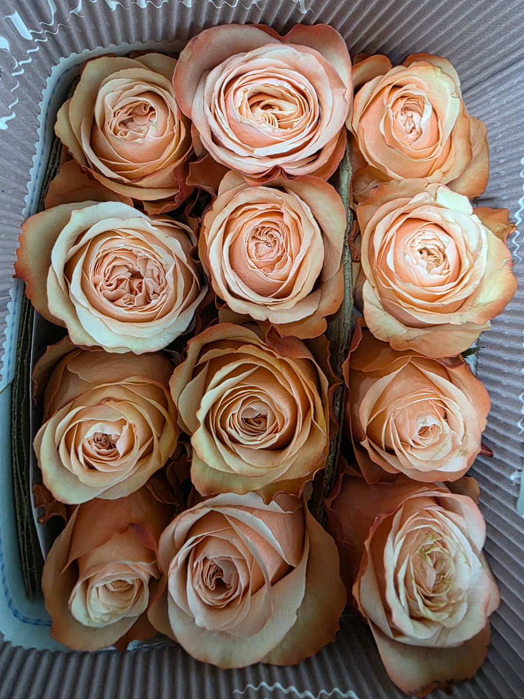 Farm Fresh Rosa Ec Gr Kahala(Bunch of 25 stems, Length 40cm)