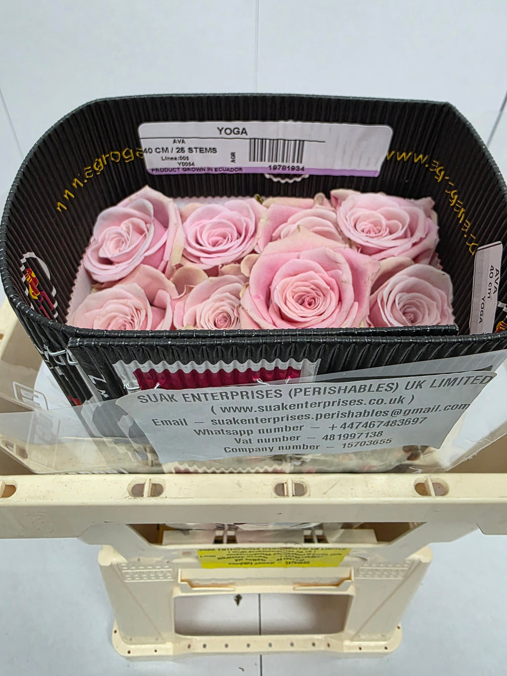 Farm Fresh Rosa Ecuadorian Gr Yoga(Bunch of 25 stems, Length 40cm)