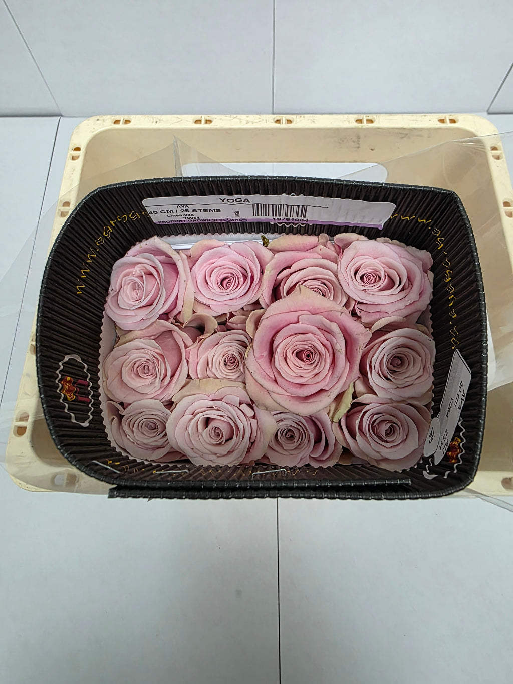 Farm Fresh Rosa Ecuadorian Gr Yoga(Bunch of 25 stems, Length 40cm)