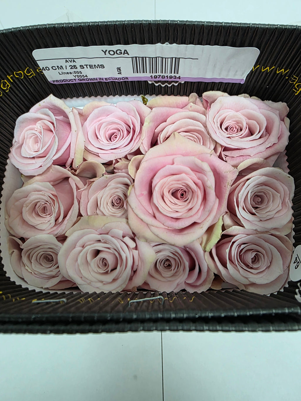 Farm Fresh Rosa Ecuadorian Gr Yoga(Bunch of 25 stems, Length 40cm)