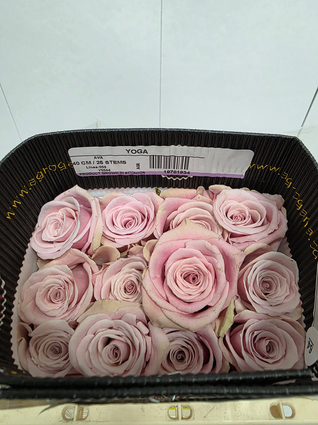Farm Fresh Rosa Ecuadorian Gr Yoga(Bunch of 25 stems, Length 40cm)