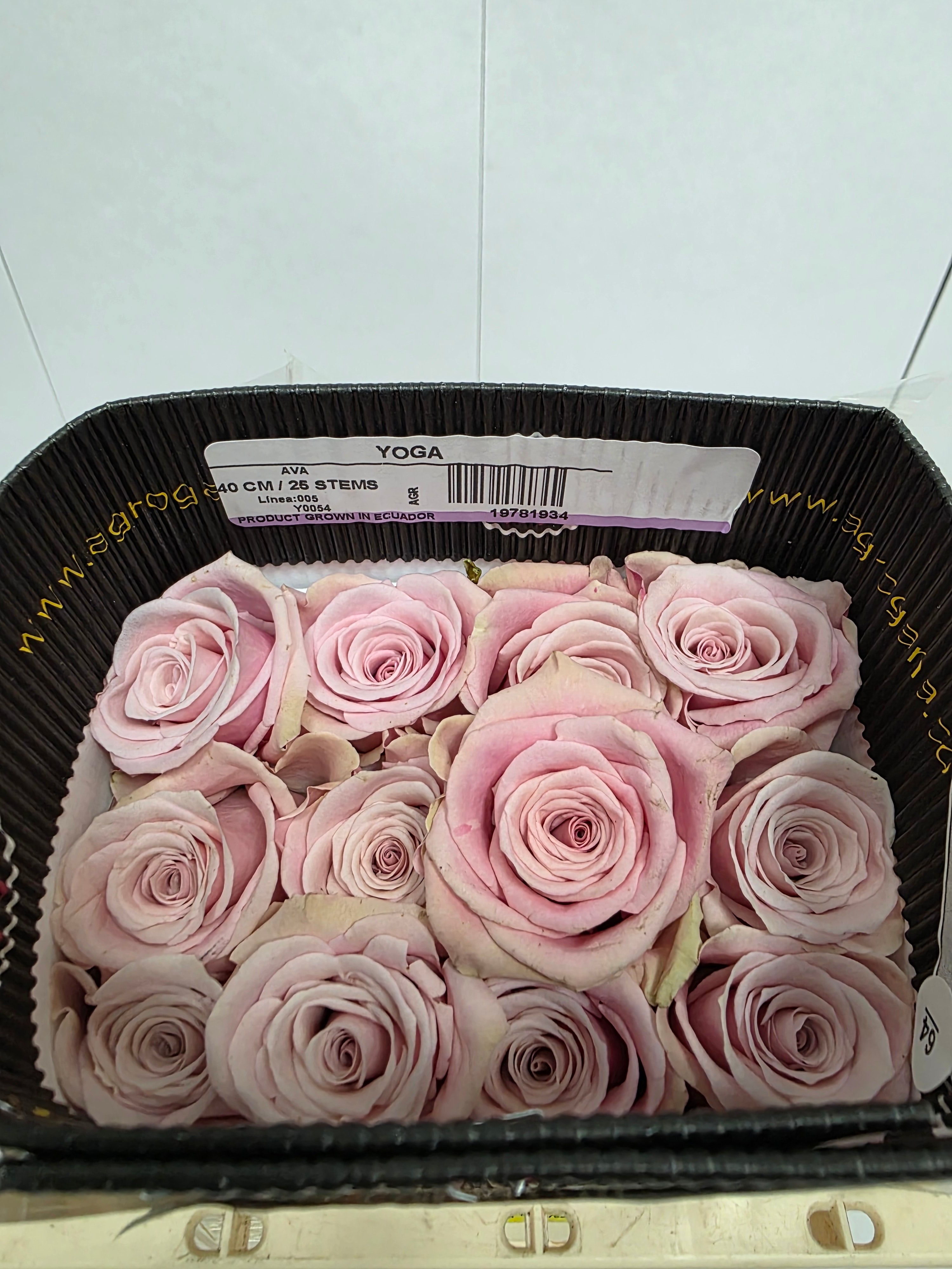 Farm Fresh Rosa Ecuadorian Gr Yoga(Bunch of 25 stems, Length 40cm)