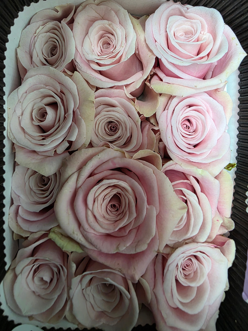 Farm Fresh Rosa Ecuadorian Gr Yoga(Bunch of 25 stems, Length 40cm)