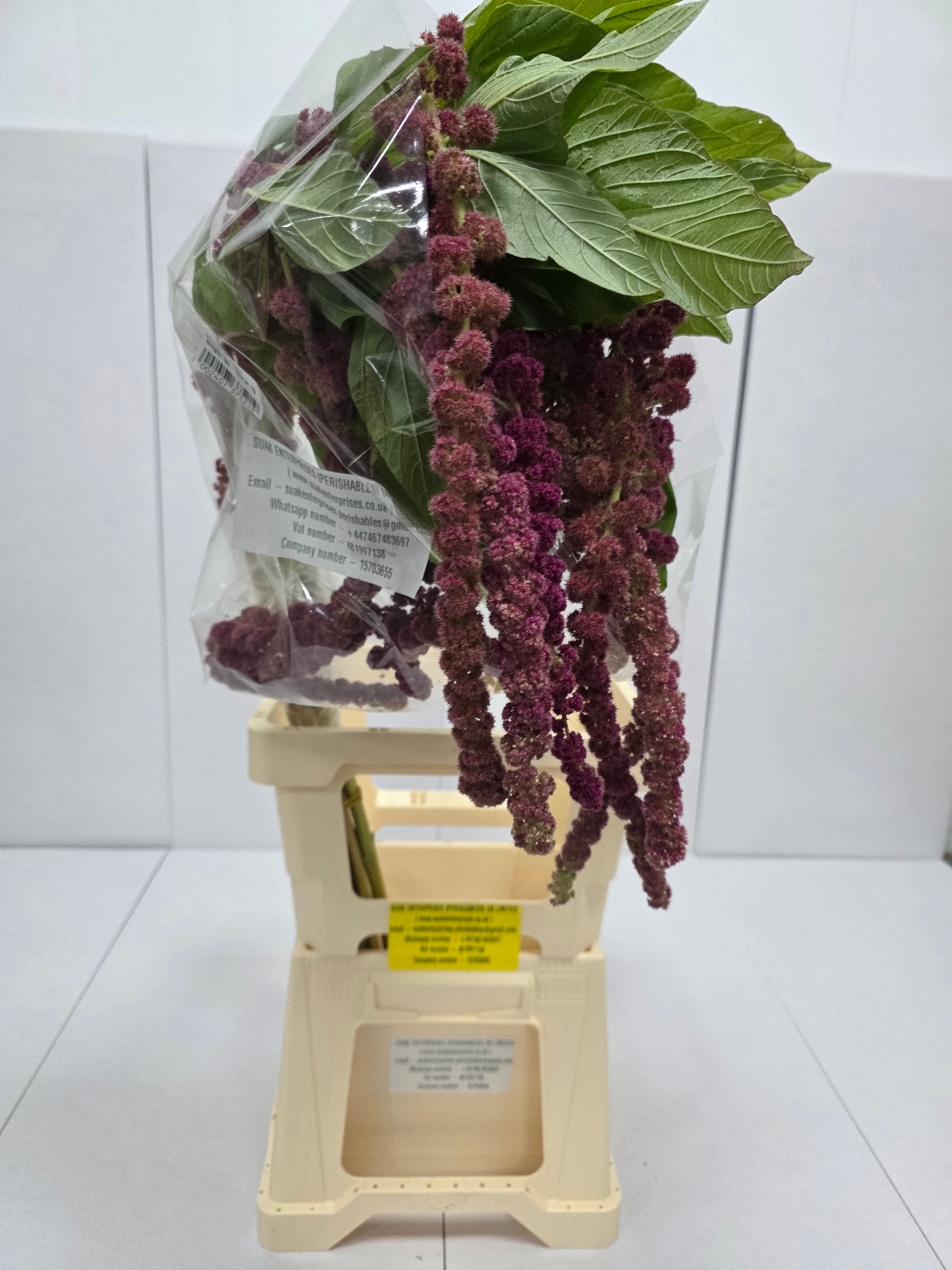 Farm Fresh Amaranthus Ca Rosary(Bunch of 10 Stems, Length 80cm)