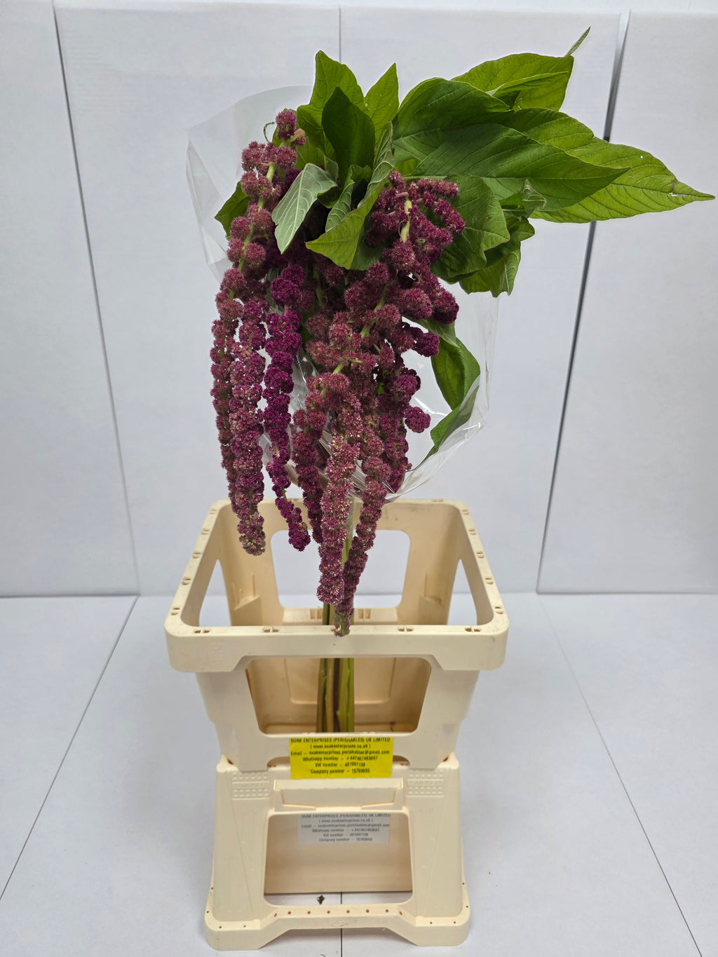 Farm Fresh Amaranthus Ca Rosary(Bunch of 10 Stems, Length 80cm)