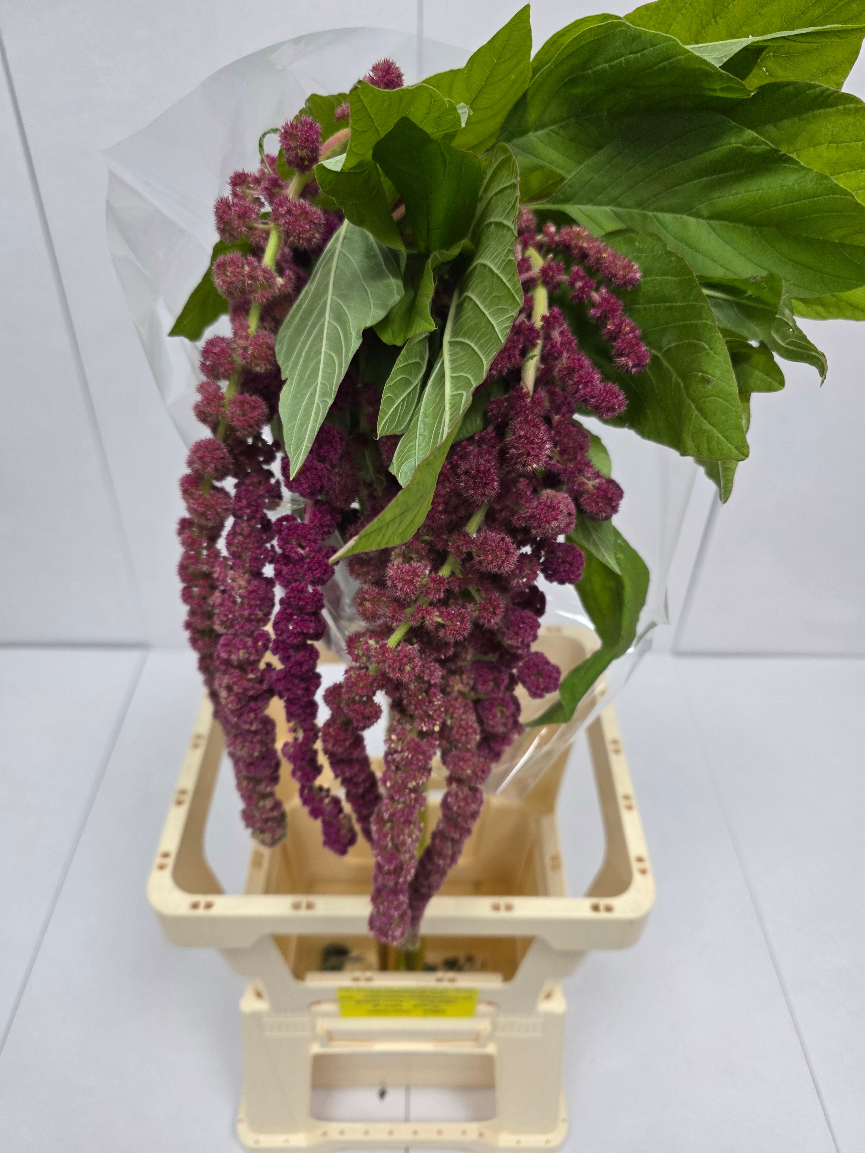 Farm Fresh Amaranthus Ca Rosary(Bunch of 10 Stems, Length 80cm)