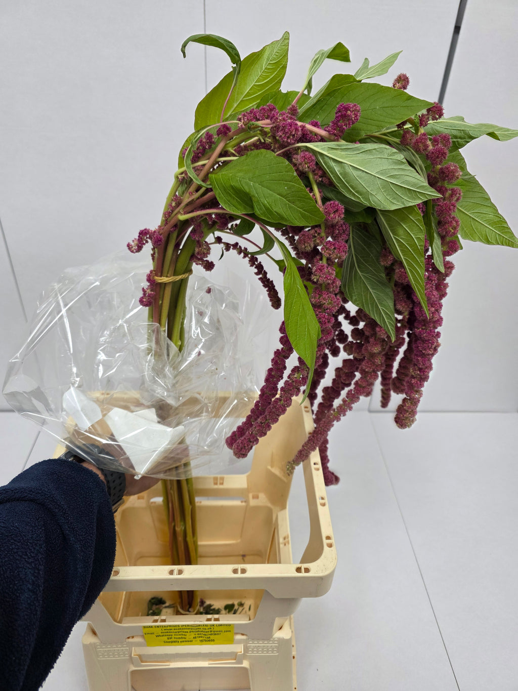 Farm Fresh Amaranthus Ca Rosary(Bunch of 10 Stems, Length 80cm)
